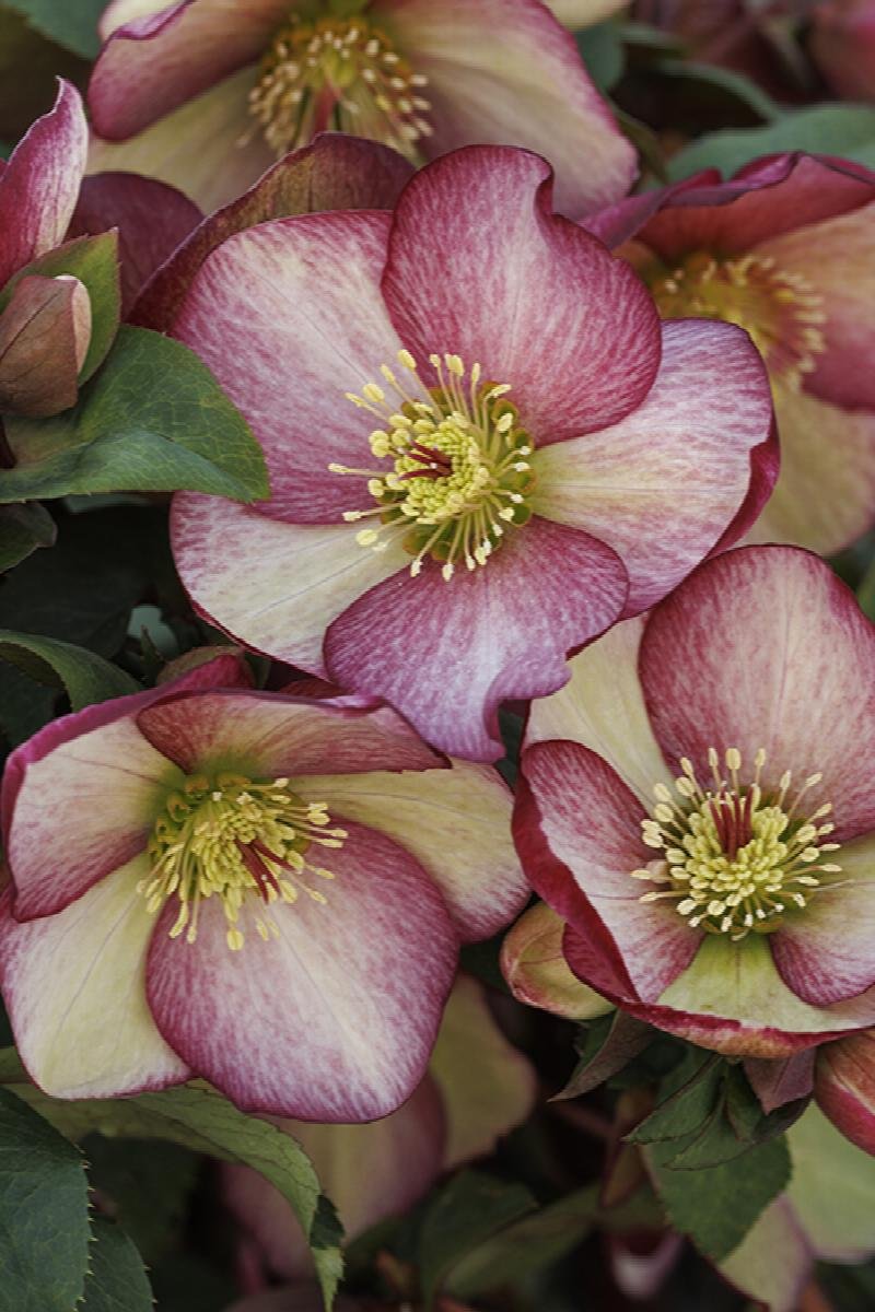 Hellebore ‘Ice N’ Roses Series’