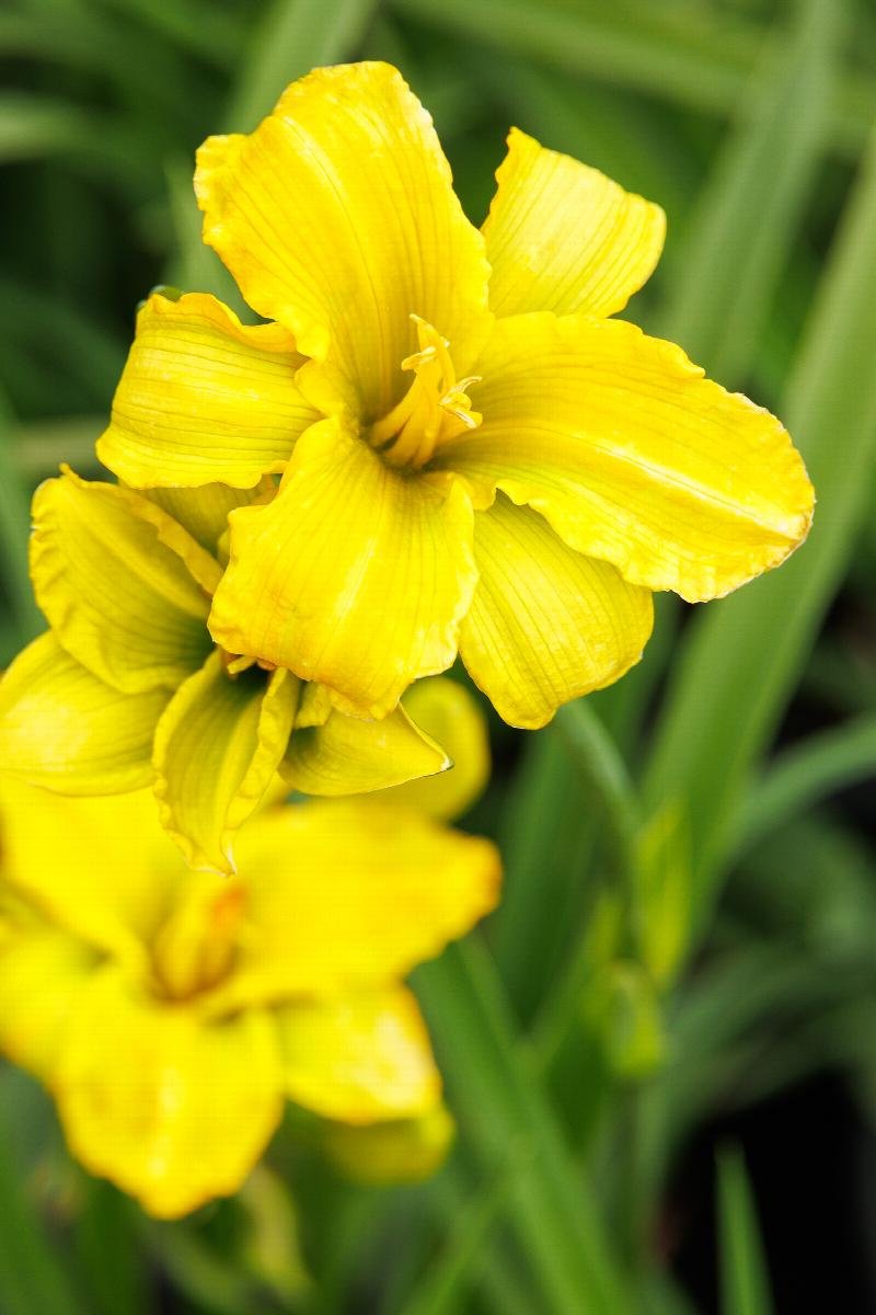 Hemerocallis ‘See You Tomorrow’ 