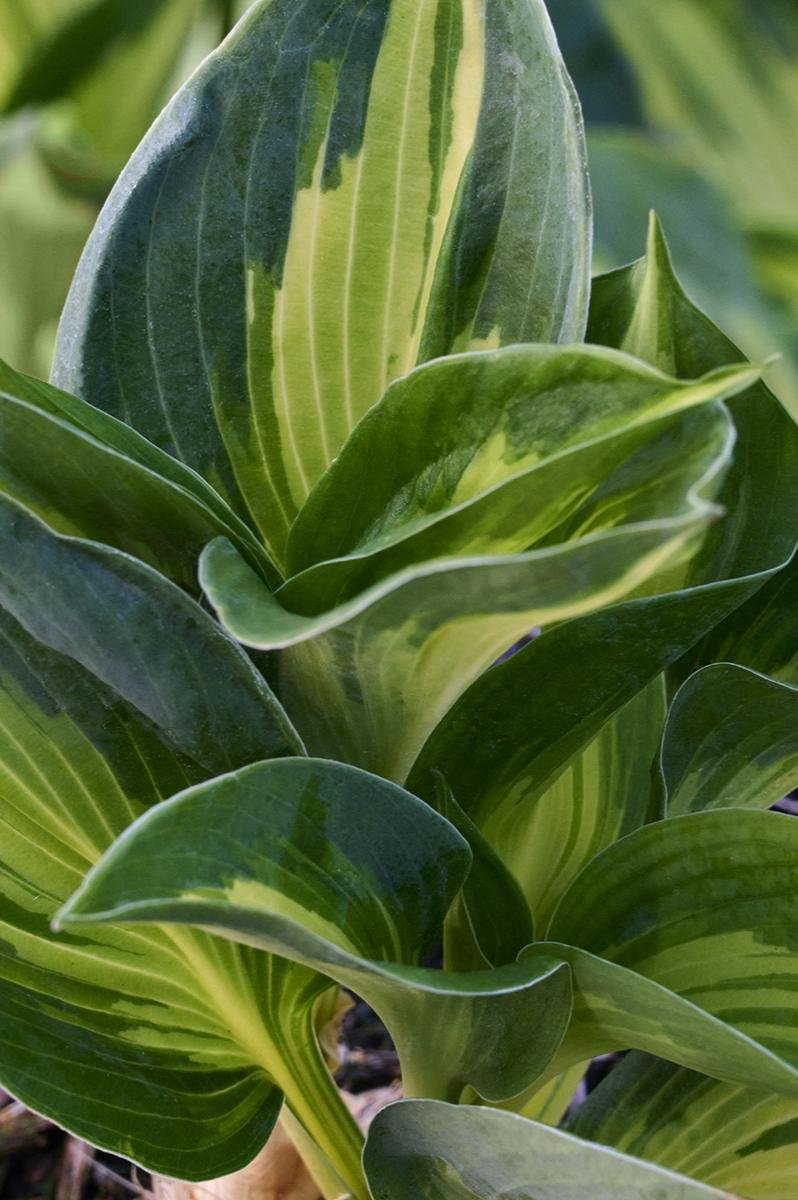 Hosta ‘Dream Queen’ 