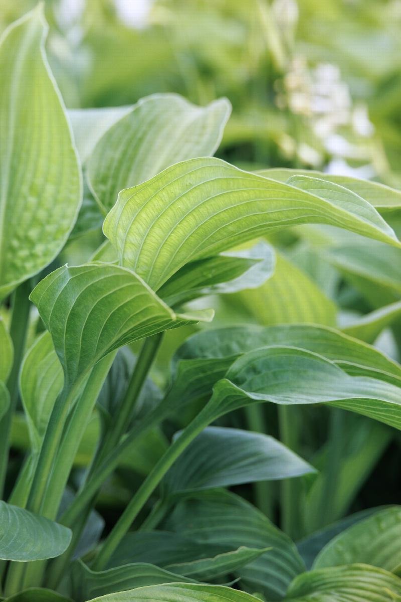 Hosta ‘Neptune’ 