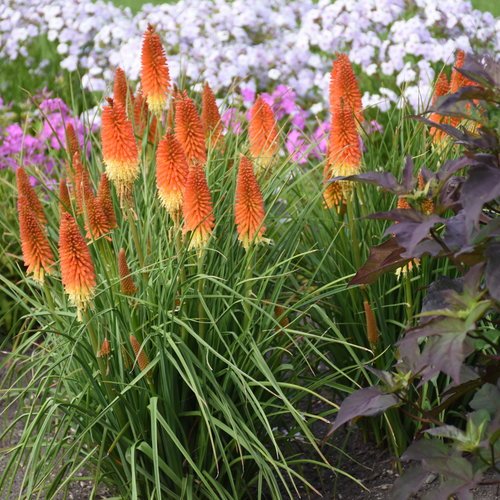 Kniphofia ‘Pyromania Series’