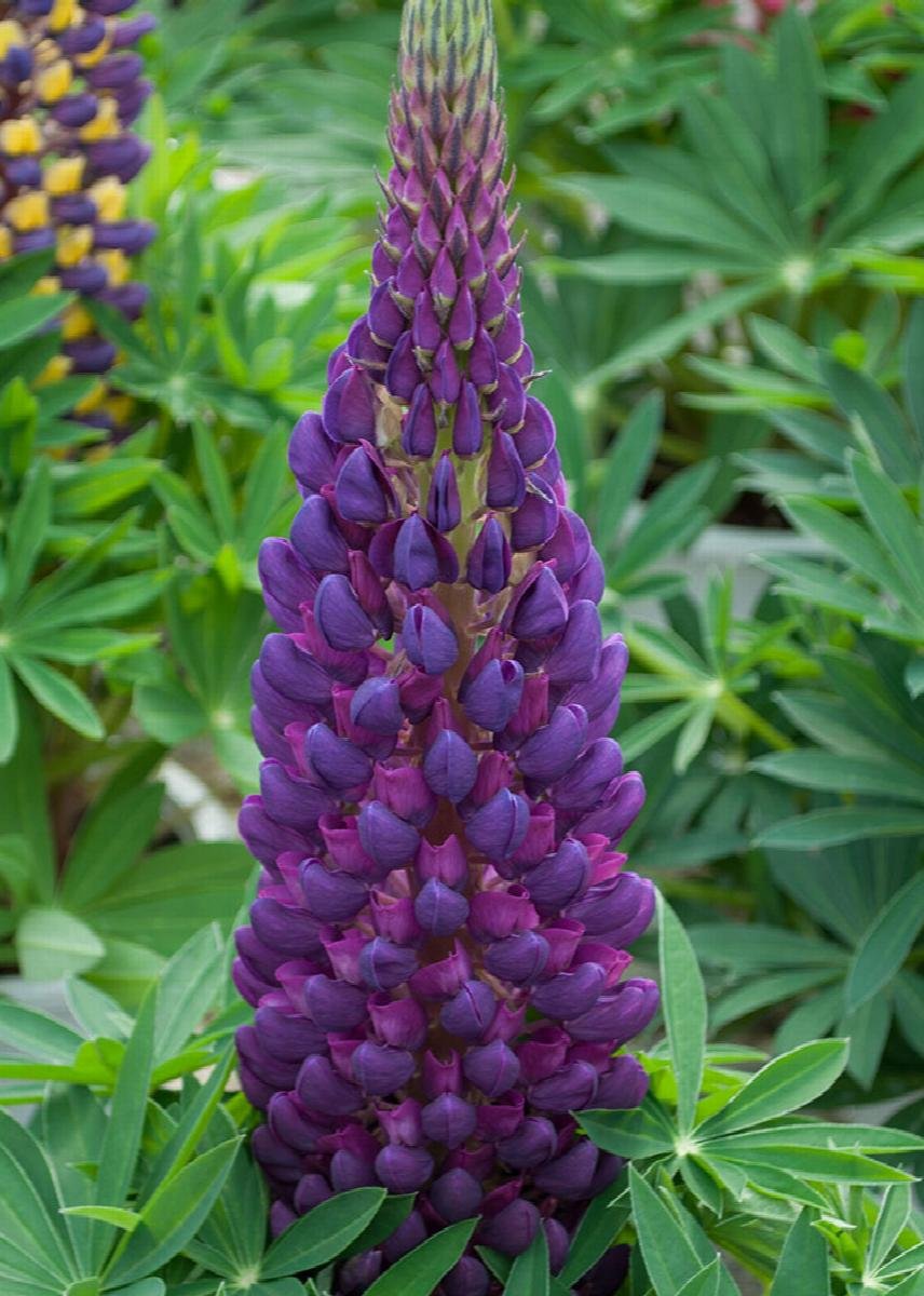 Lupinus ‘Staircase Series’ 