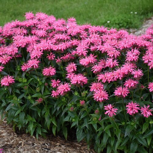 Monarda ‘Upscale Series’