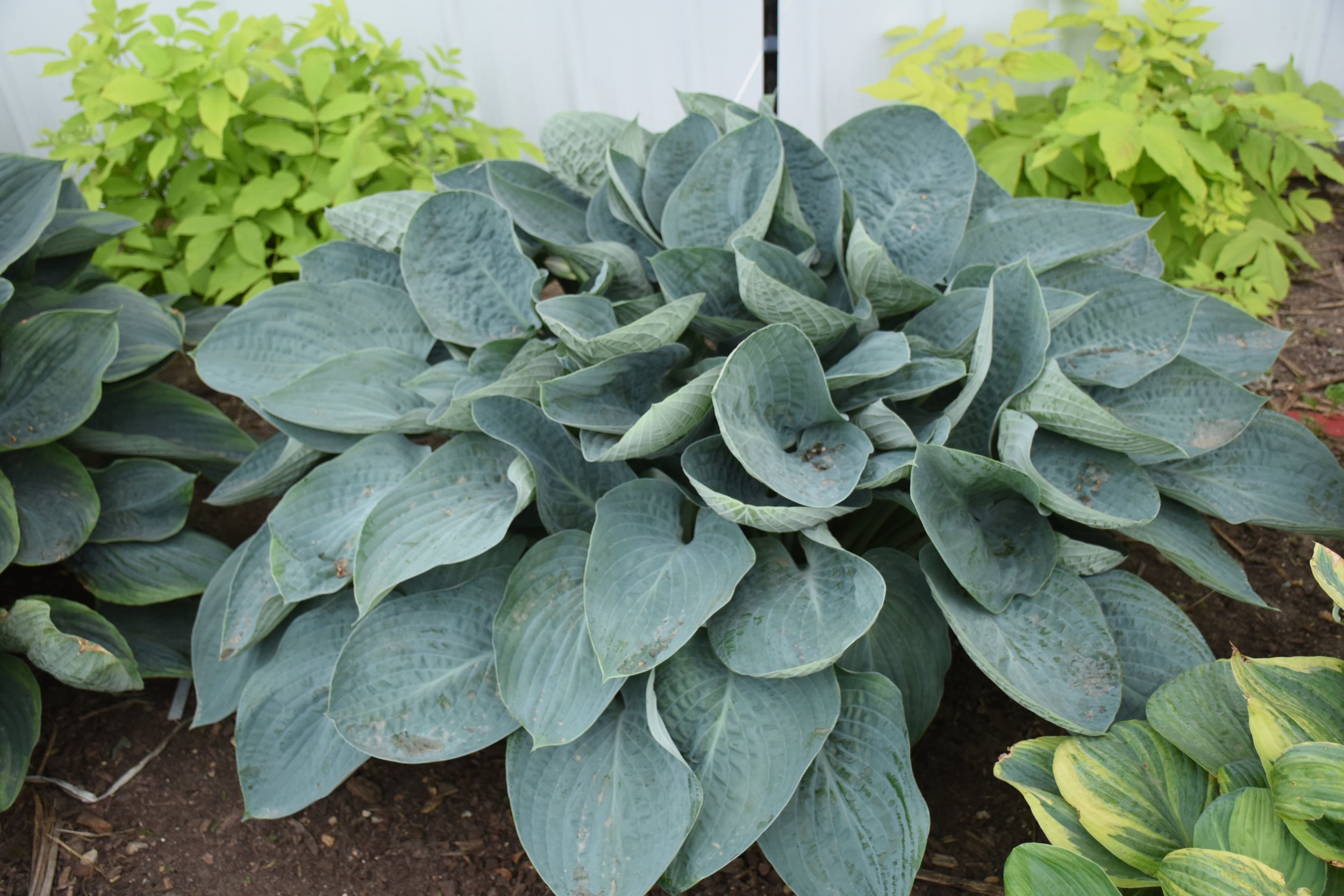 Hosta Shadowland ‘Above the Clouds’