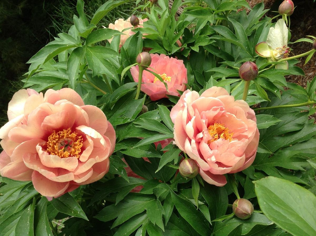 Paeonia Itoh ‘Garden Candy Series’ 