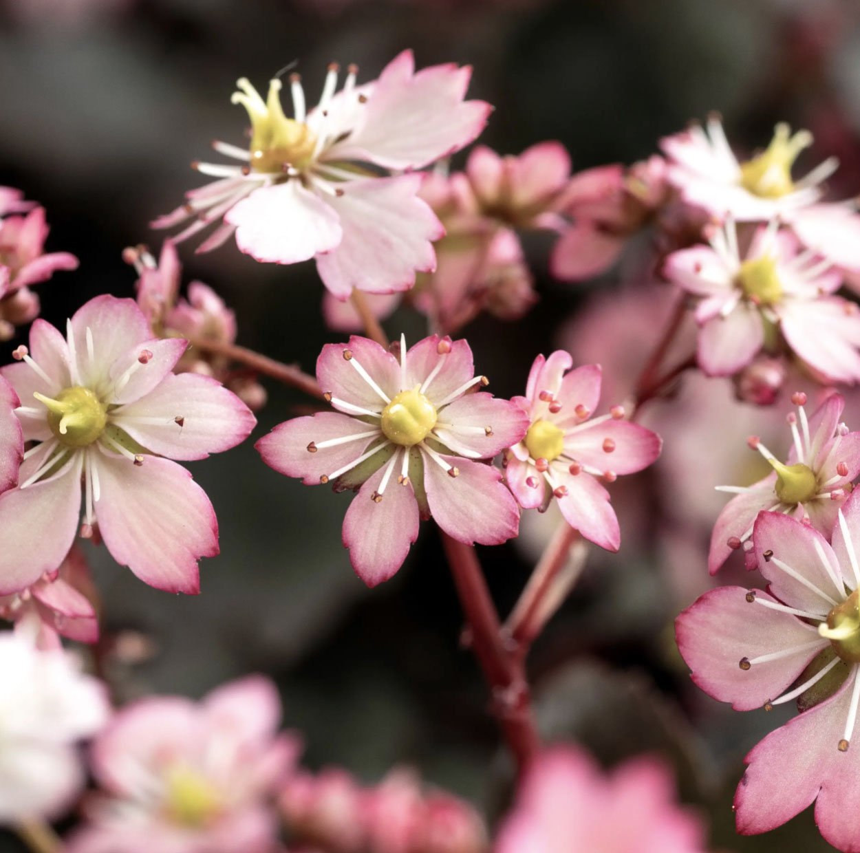 Saxifrage ‘Dancing Pixies Series’ 