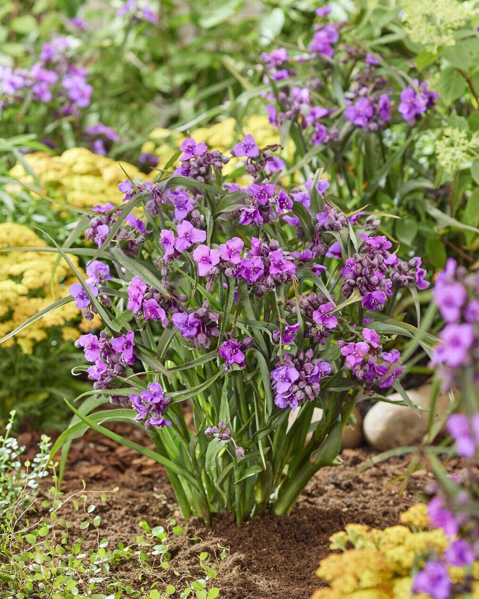 Tradescantia andersoniana ‘Brainstorm’ 