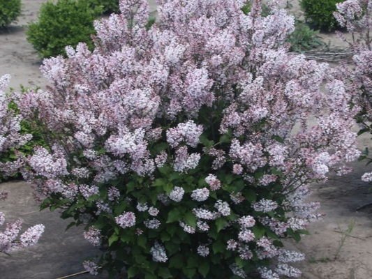 Syringa x ‘Baby Kim’