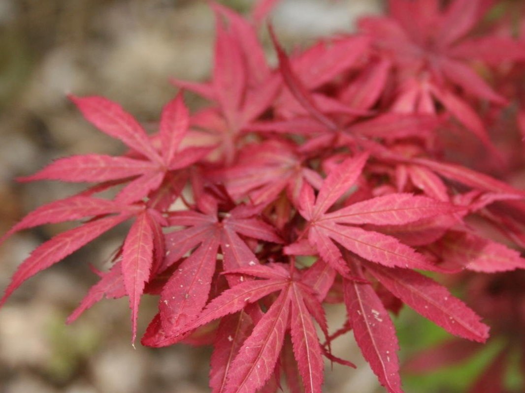 Acer palmatum ‘Alpine Sunrise’