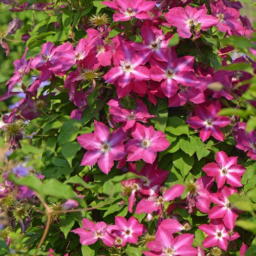 Clematis ‘Viva Polonia’