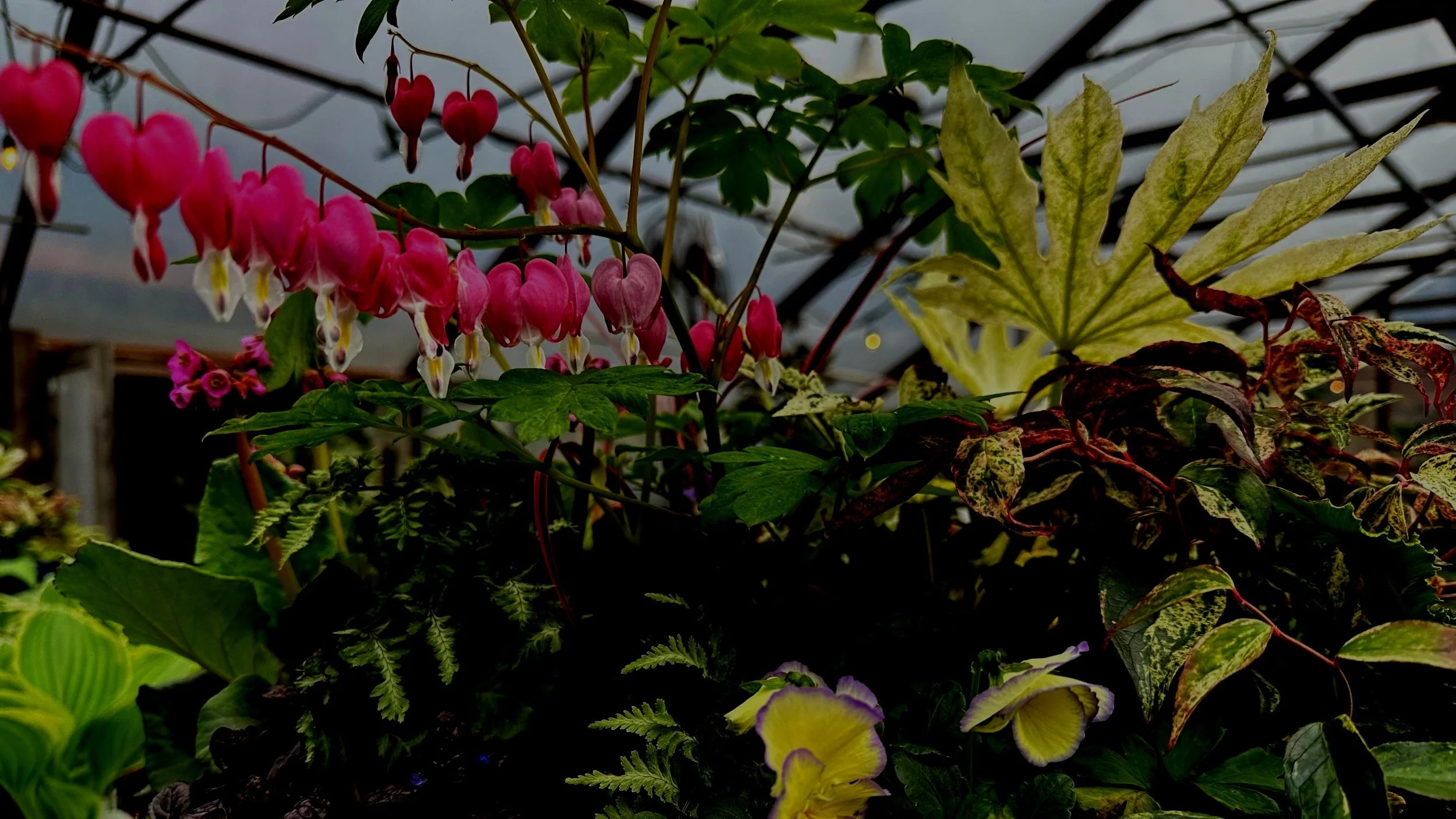 Early Spring Perennial Color