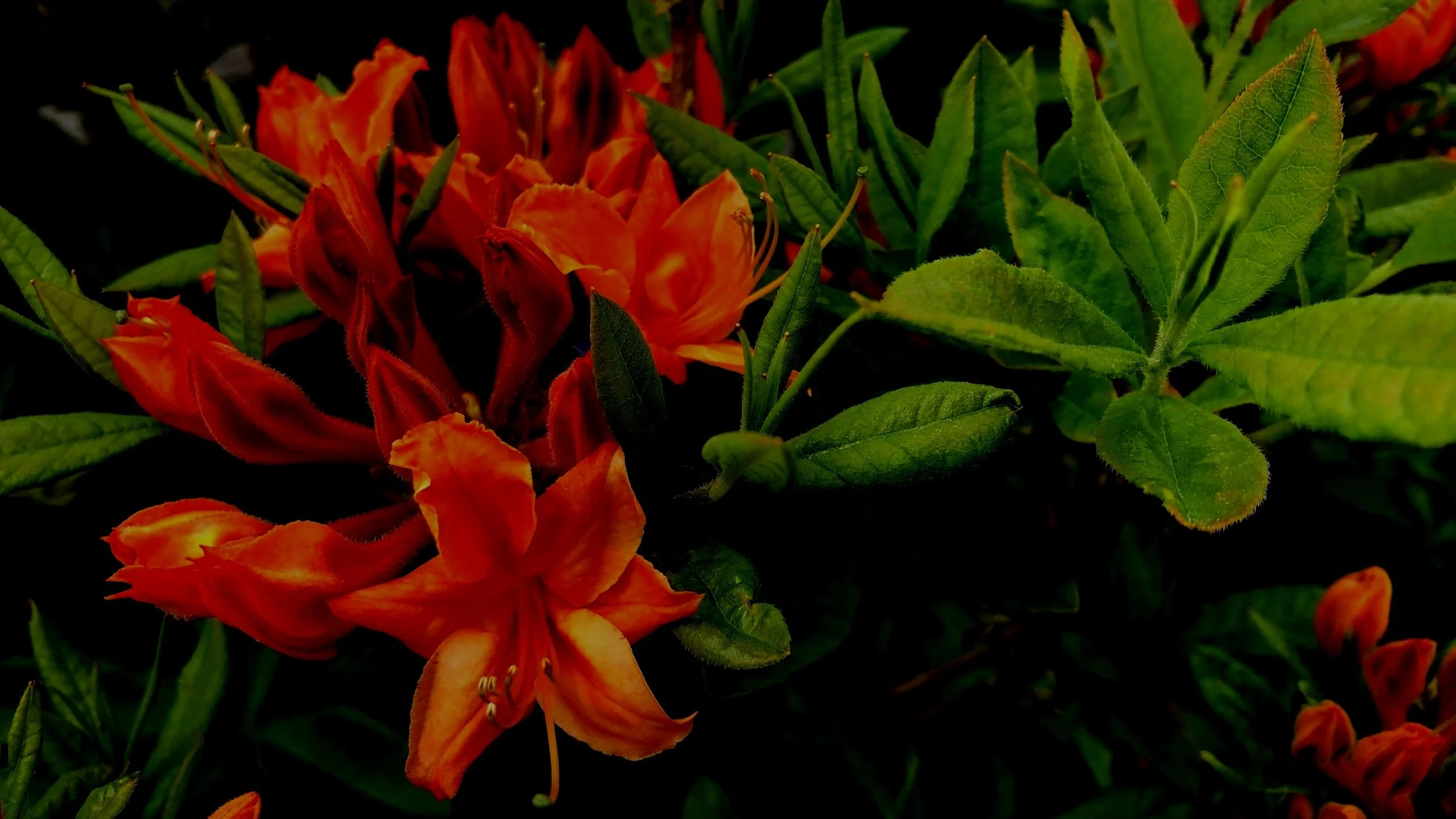 Dazzling Deciduous Azaleas
