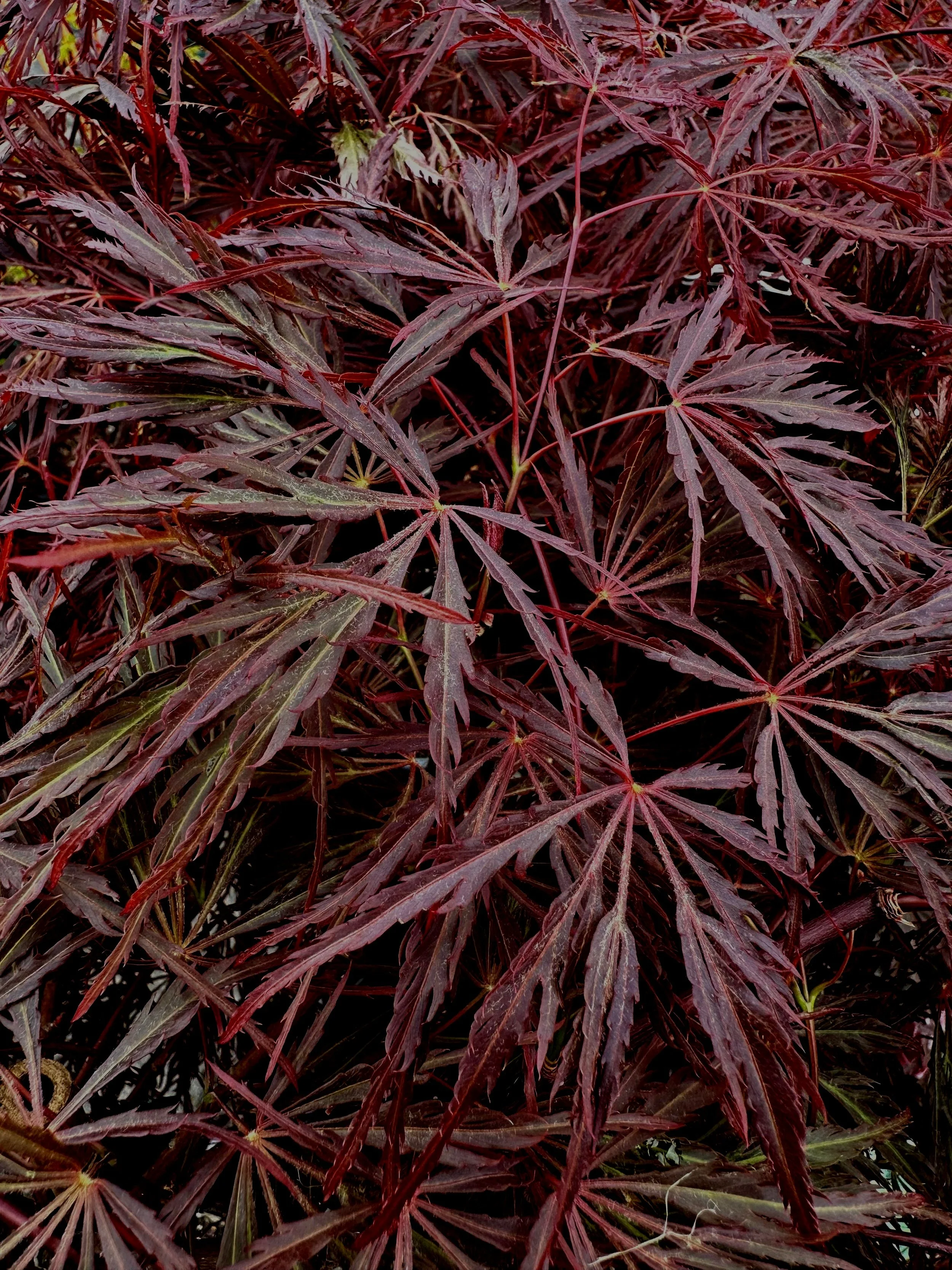Lace-Leaf Japanese Maples — Sunnyside Nursery