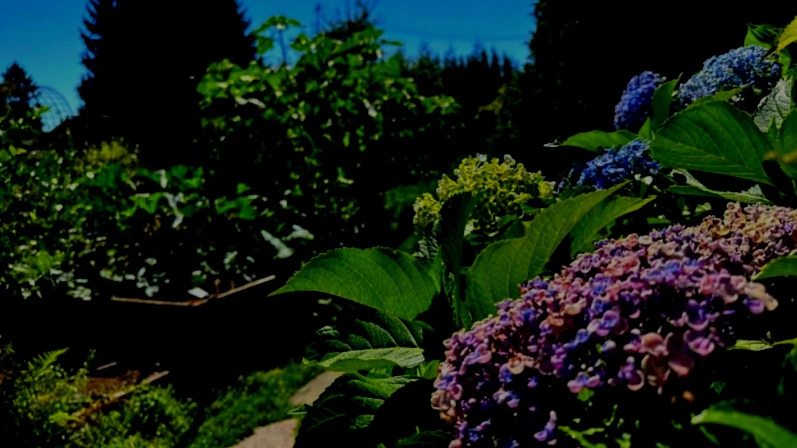 So, How Do I Prune My Hydrangea?