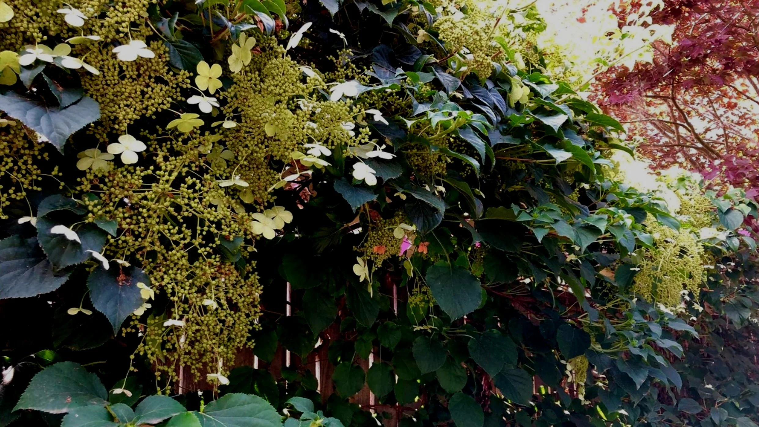 More Versatile Vines For The Garden