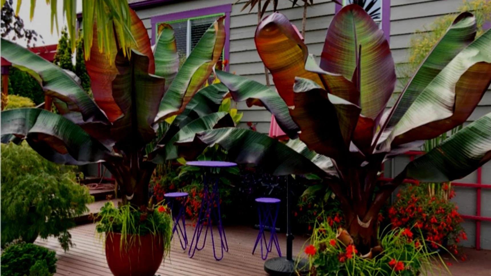 Spring Into Container Gardens