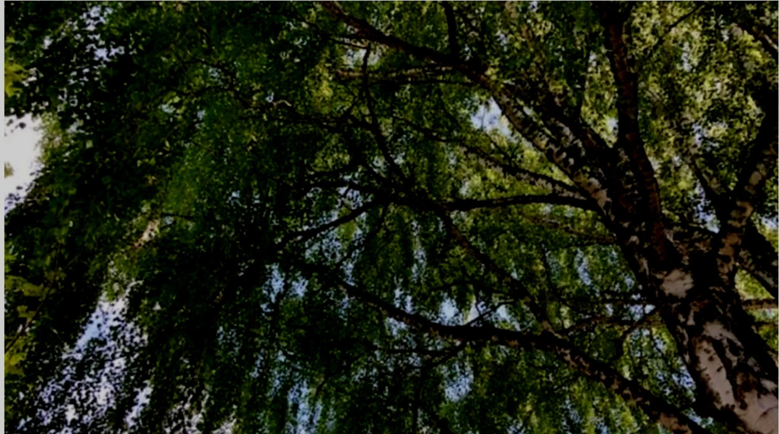 Earth Day Reflections