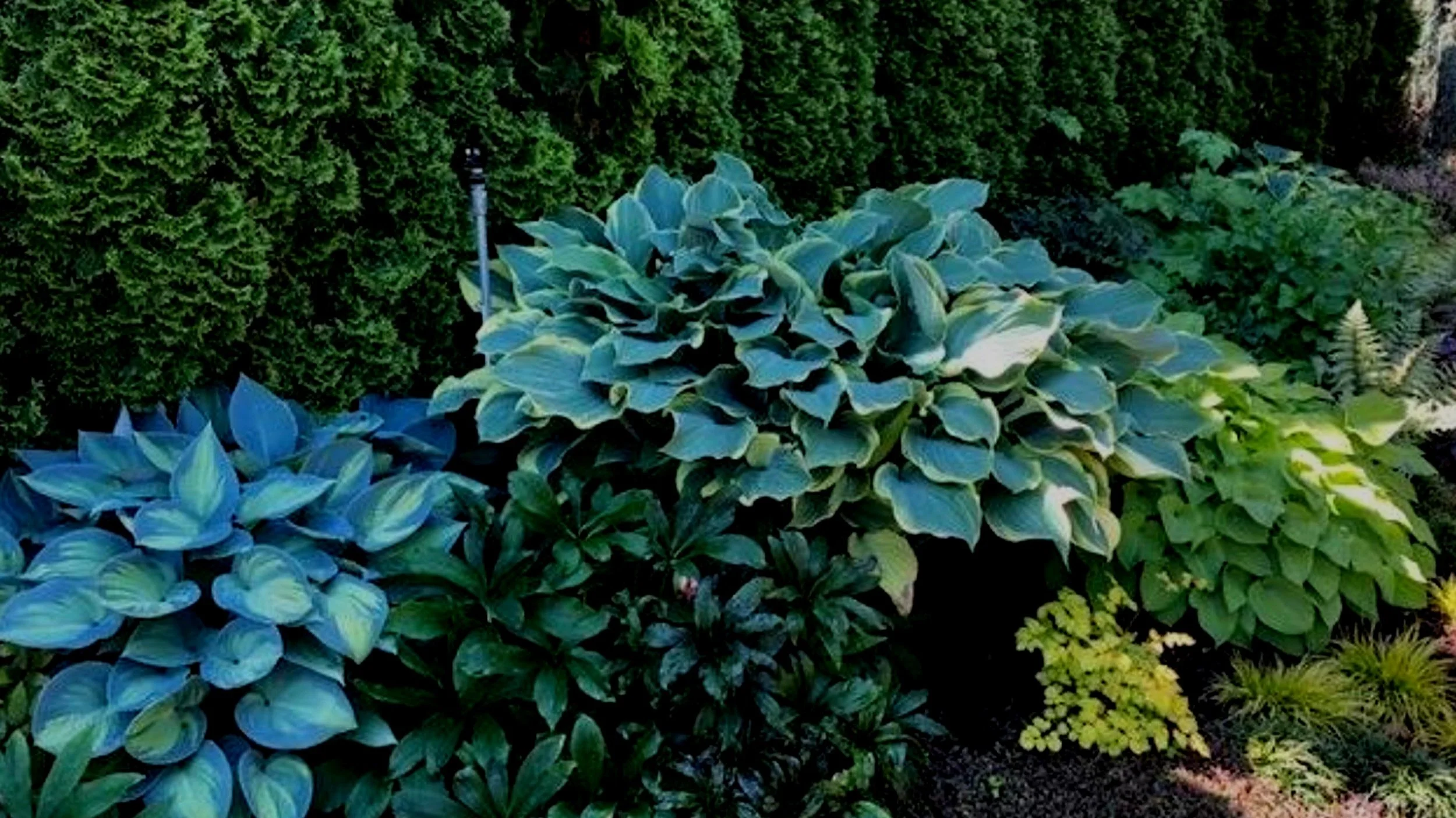 Here Comes The Hostas