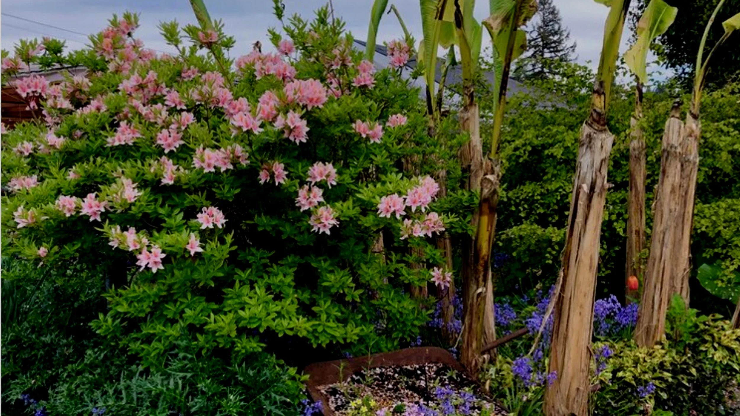 Deciduous Azaleas - No Garden Should Be Without Them