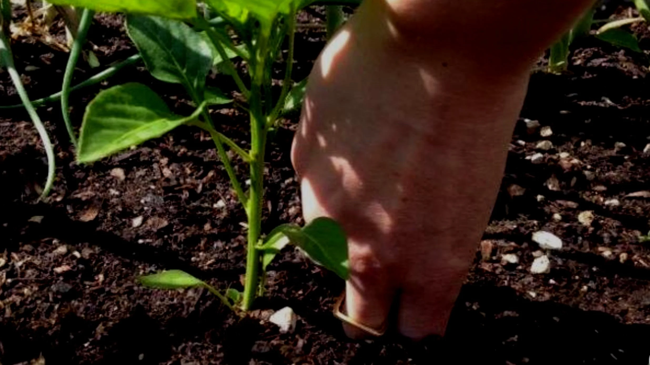 The Secrets Of Proper Summer Watering