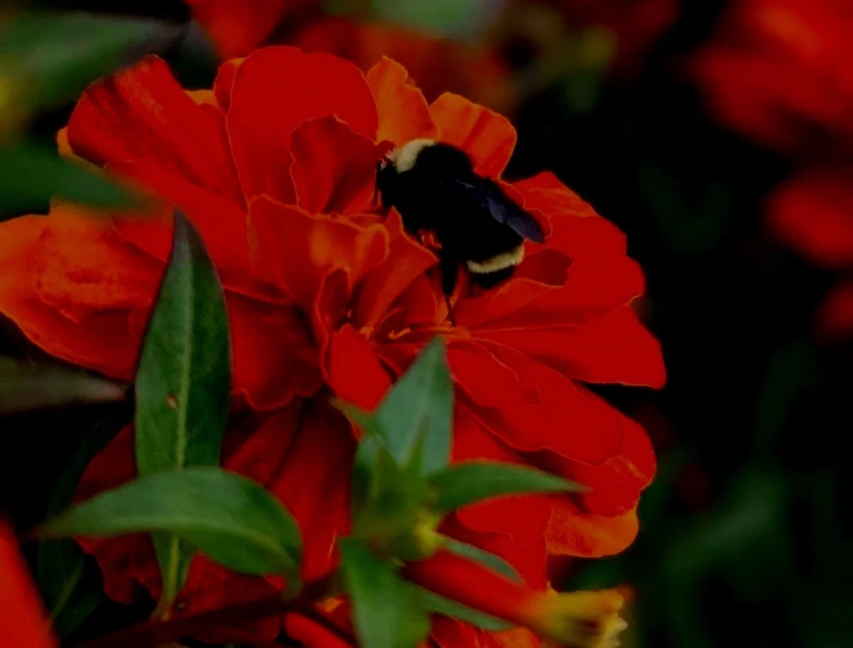 Bee%2Bon%2BFlower%2B-%2BAmber.jpg