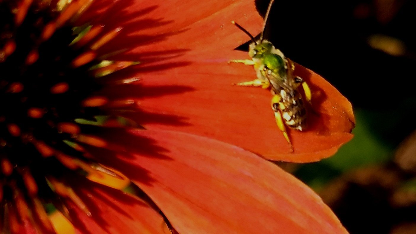 Perennials for Pollinators - Episode III