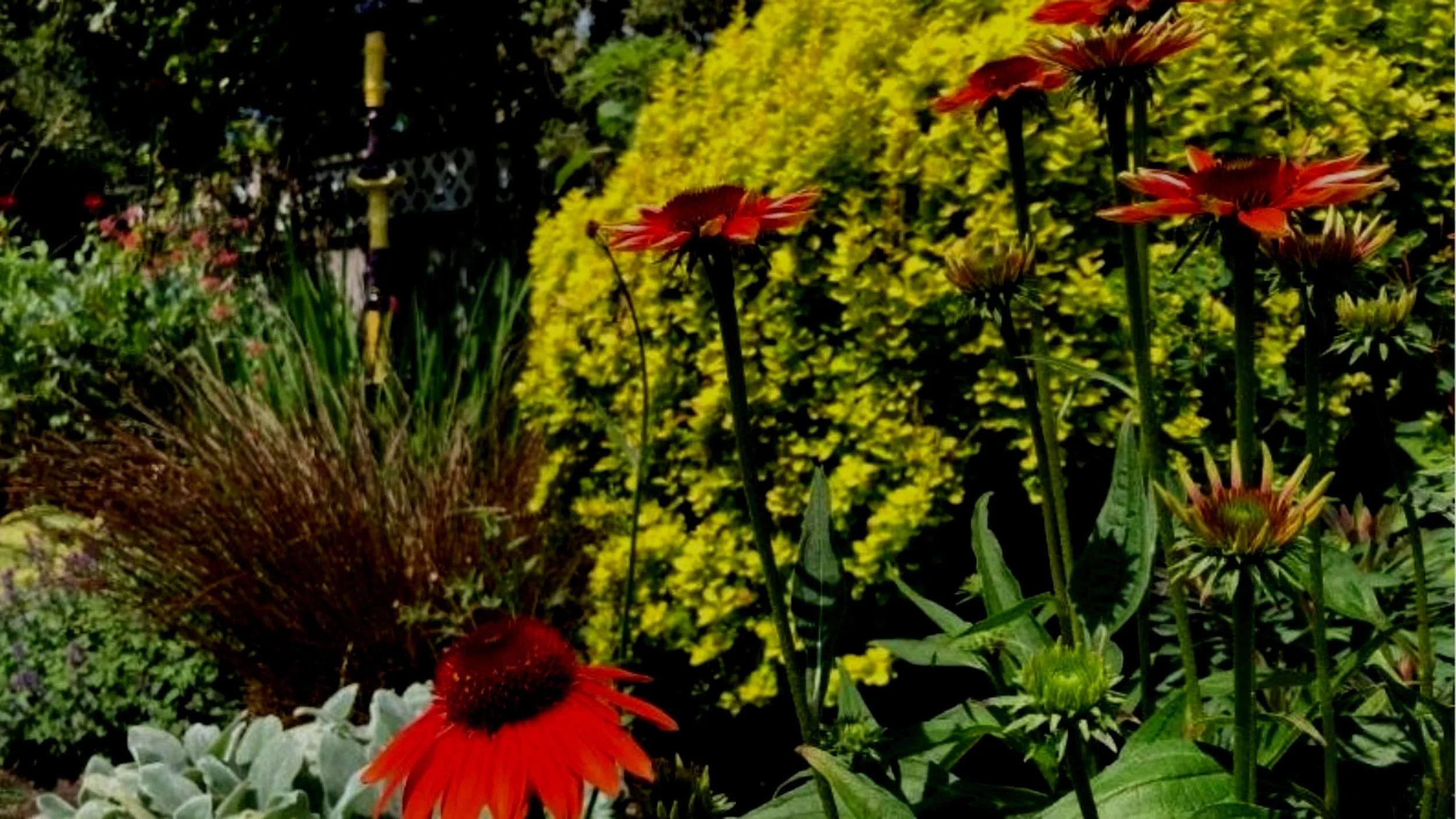Evolution Coneflowers - They Just Keep Getting Better & Better