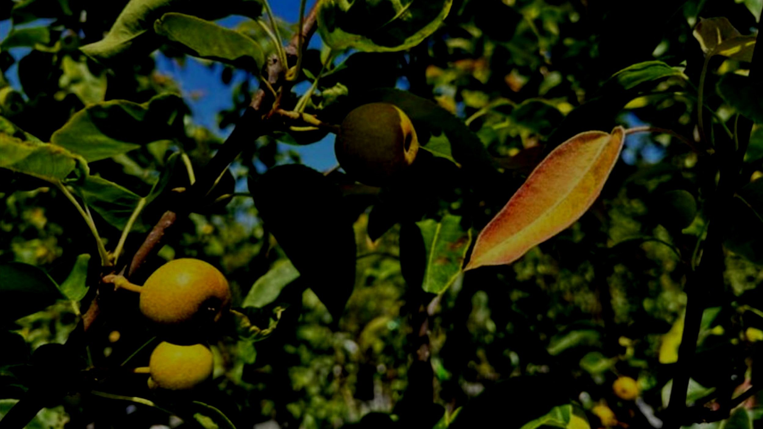 Choices in the Home Orchard - Part One