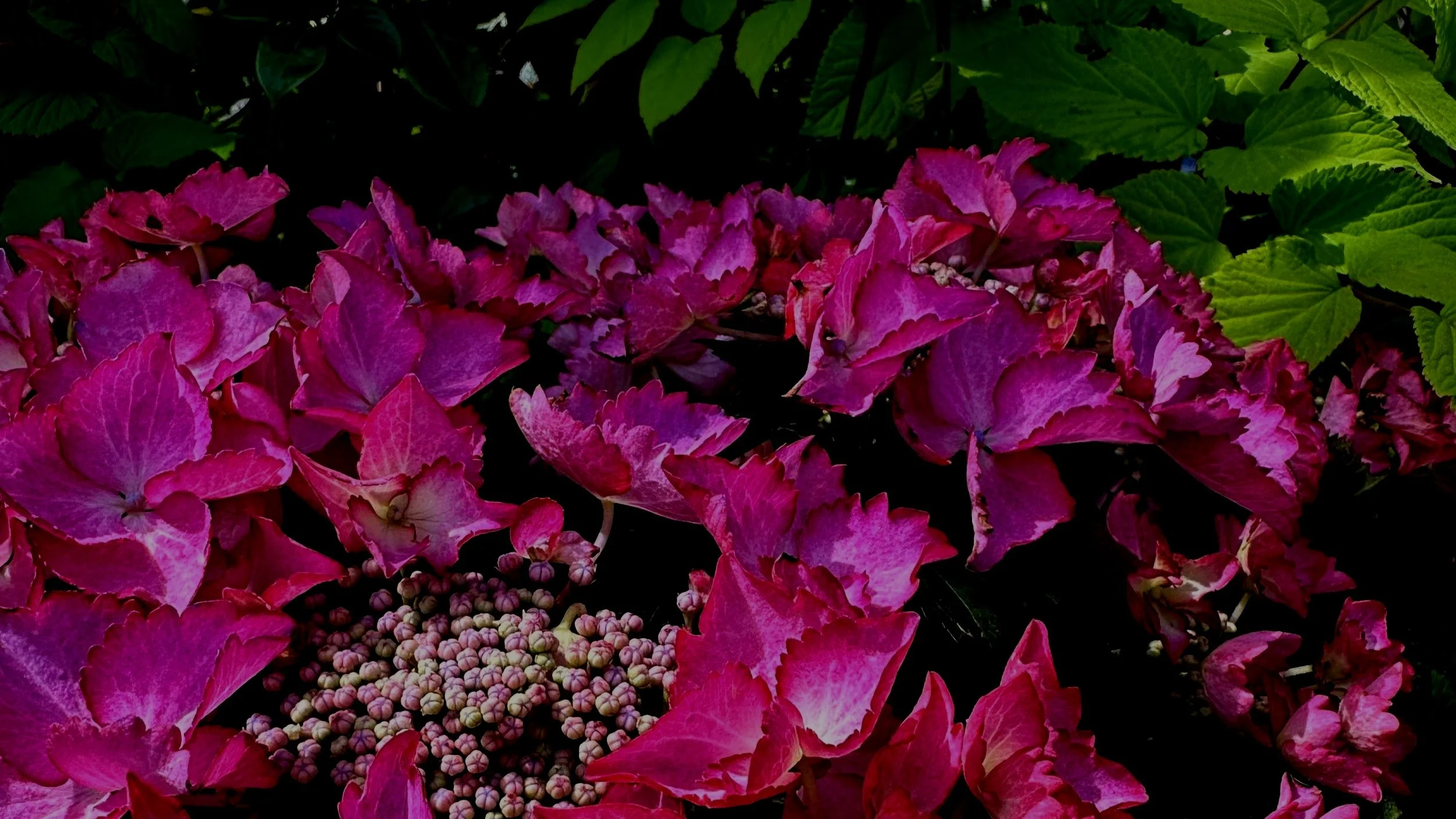 Hydrangeas = Summer Color!
