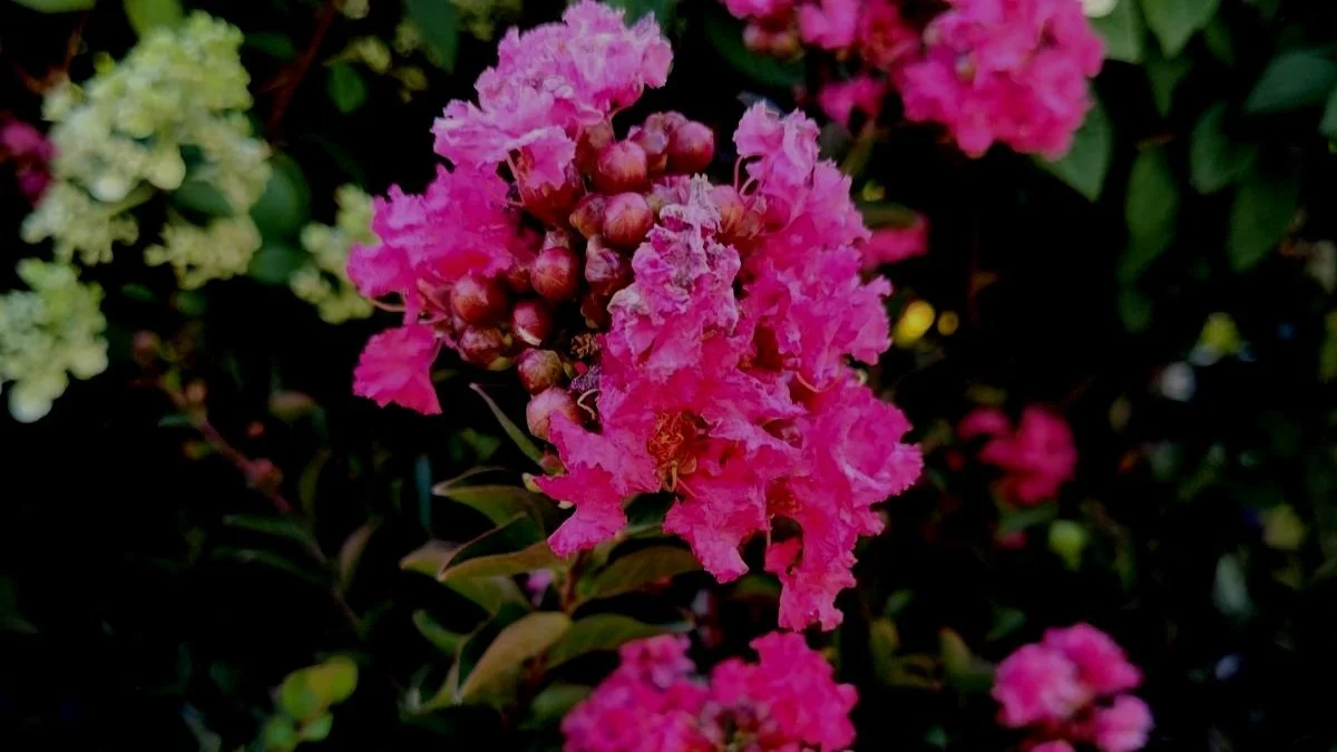 Crape Myrtles In Washington