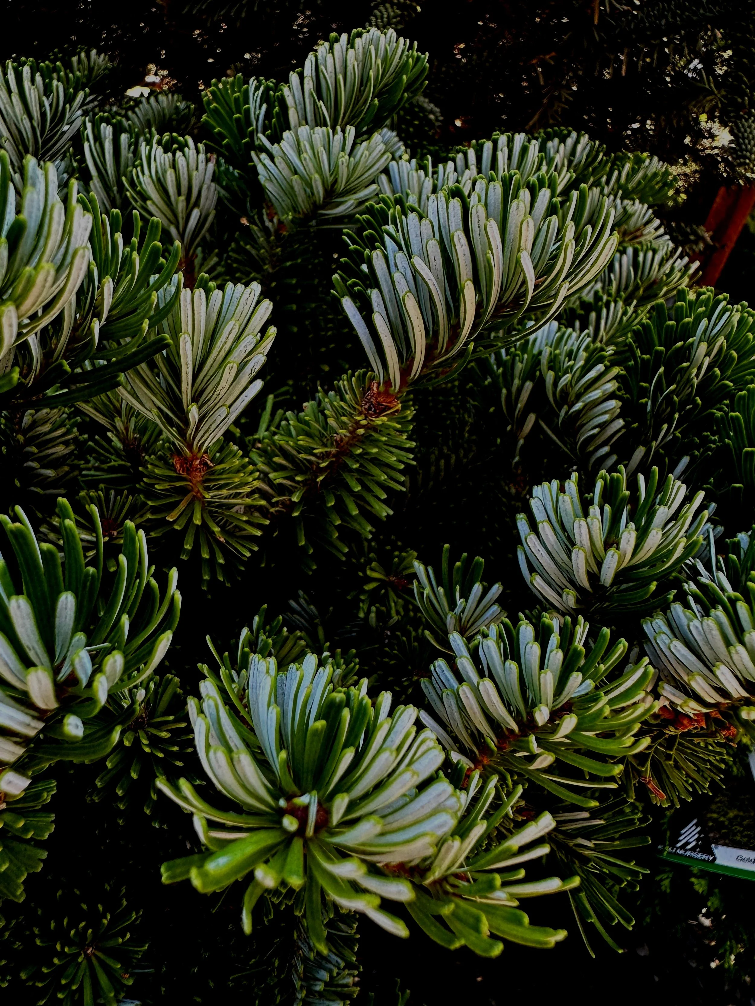 Abies%2Bveitchii%2B%25E2%2580%2598Heddergott%25E2%2580%2599%2B-%2BSS.jpg