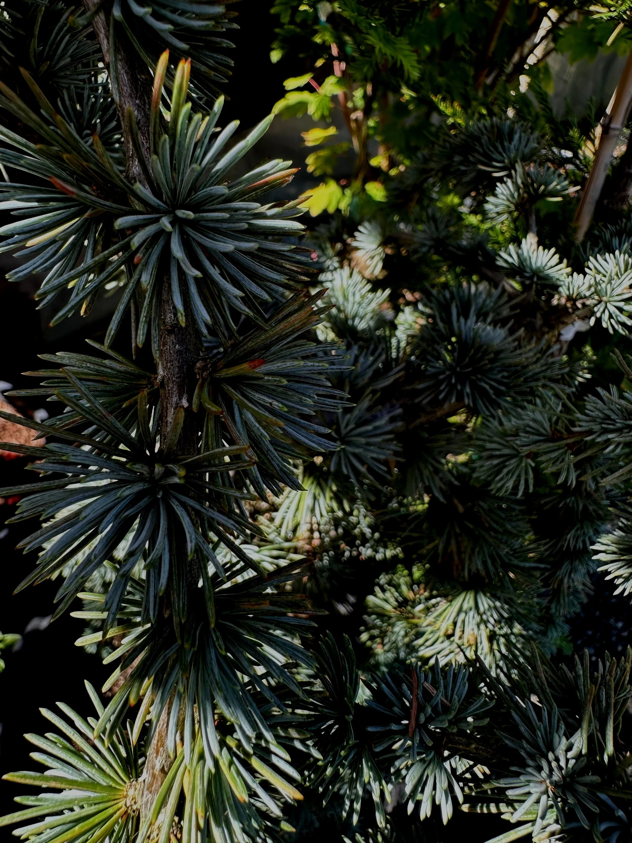 Cedrus%2Batlantica%2B%2527Glauca%2BPendula%2527%2B-%2BSS.jpg