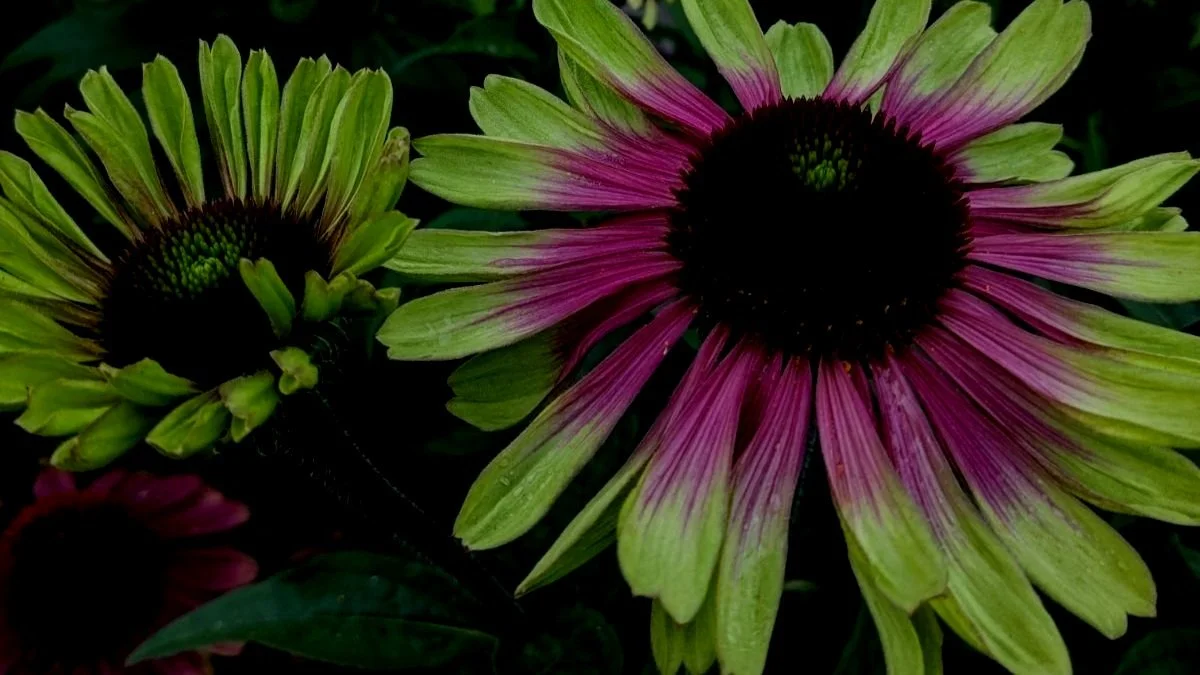 Captivating Coneflowers