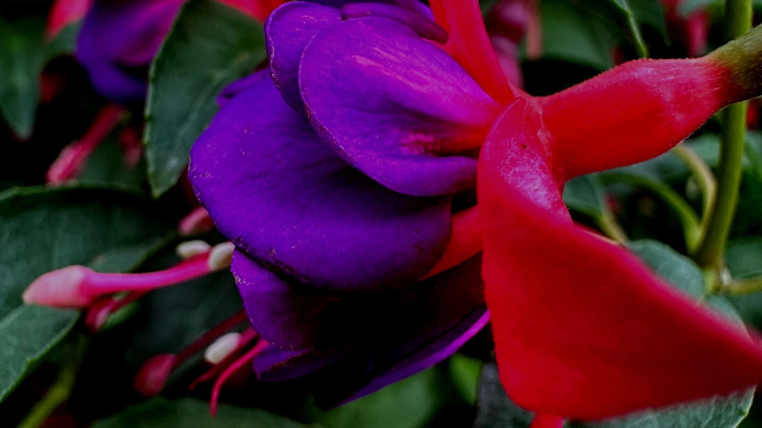 Healthy Hardy Fuchsias — Sunnyside Nursery