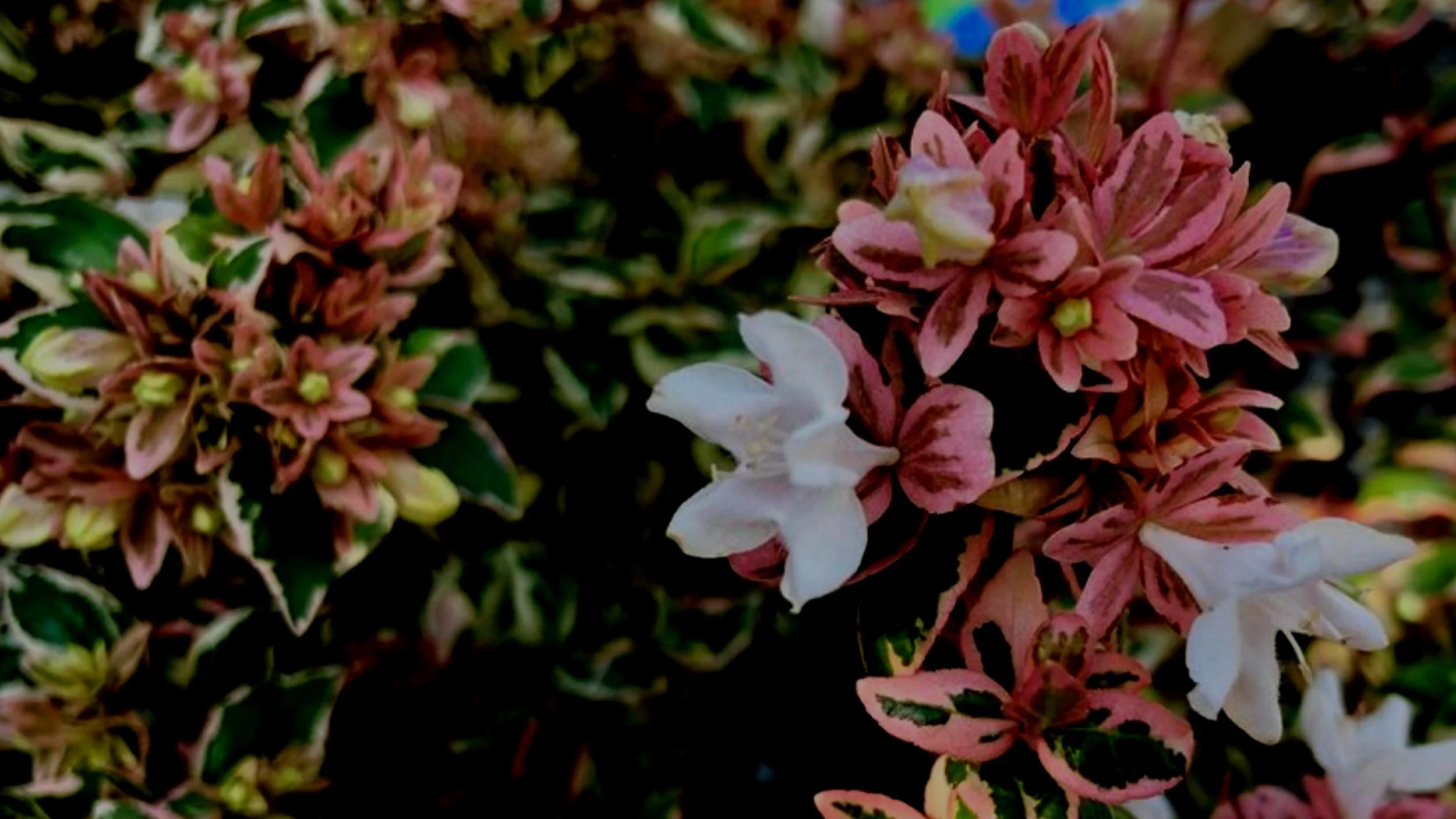 Summer Blooming Shrubs