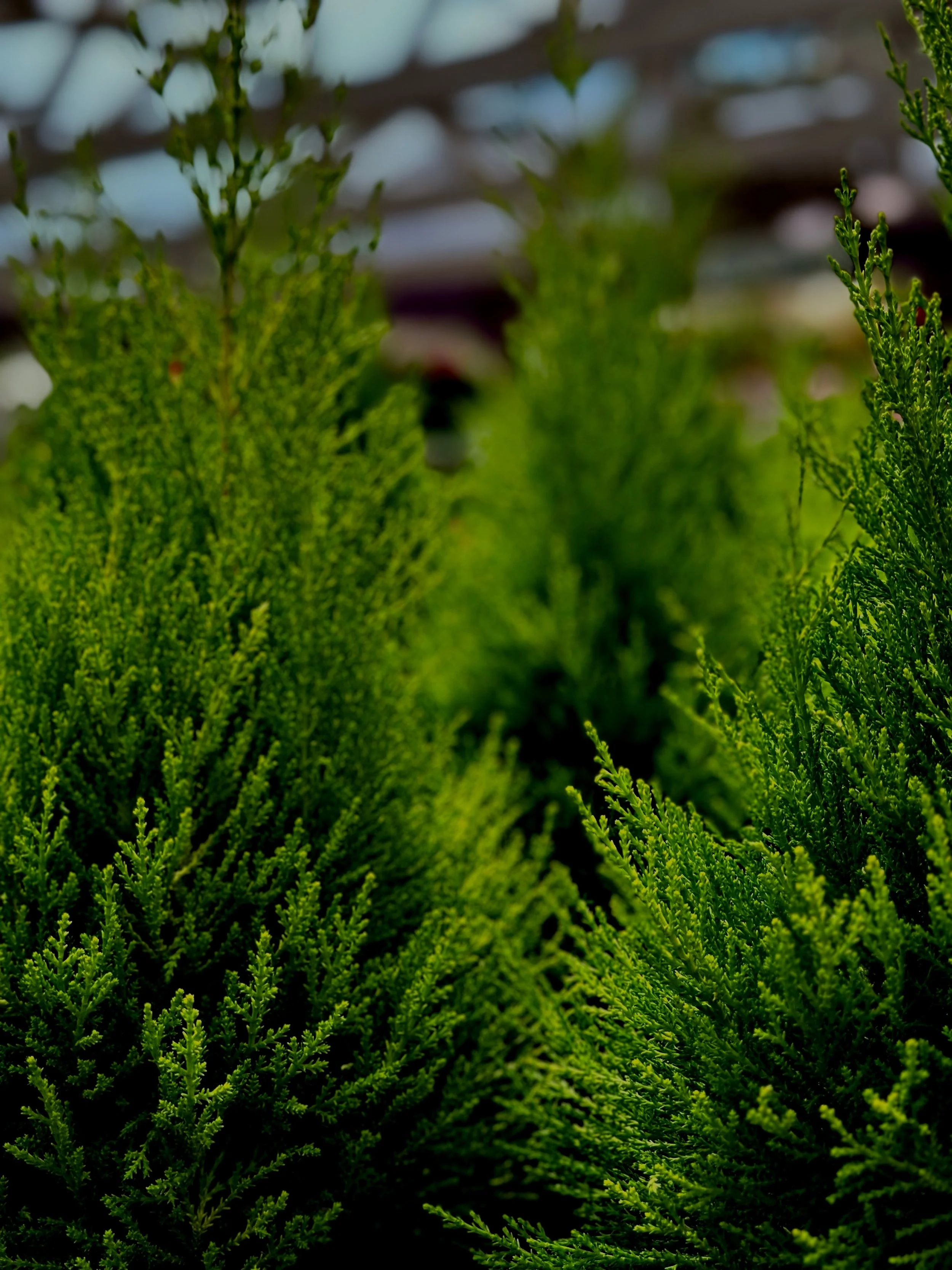 Cupressus%2Bmacrocarpa%2B%25E2%2580%2598Wilma%25E2%2580%2599%2B-%2BSS.jpg