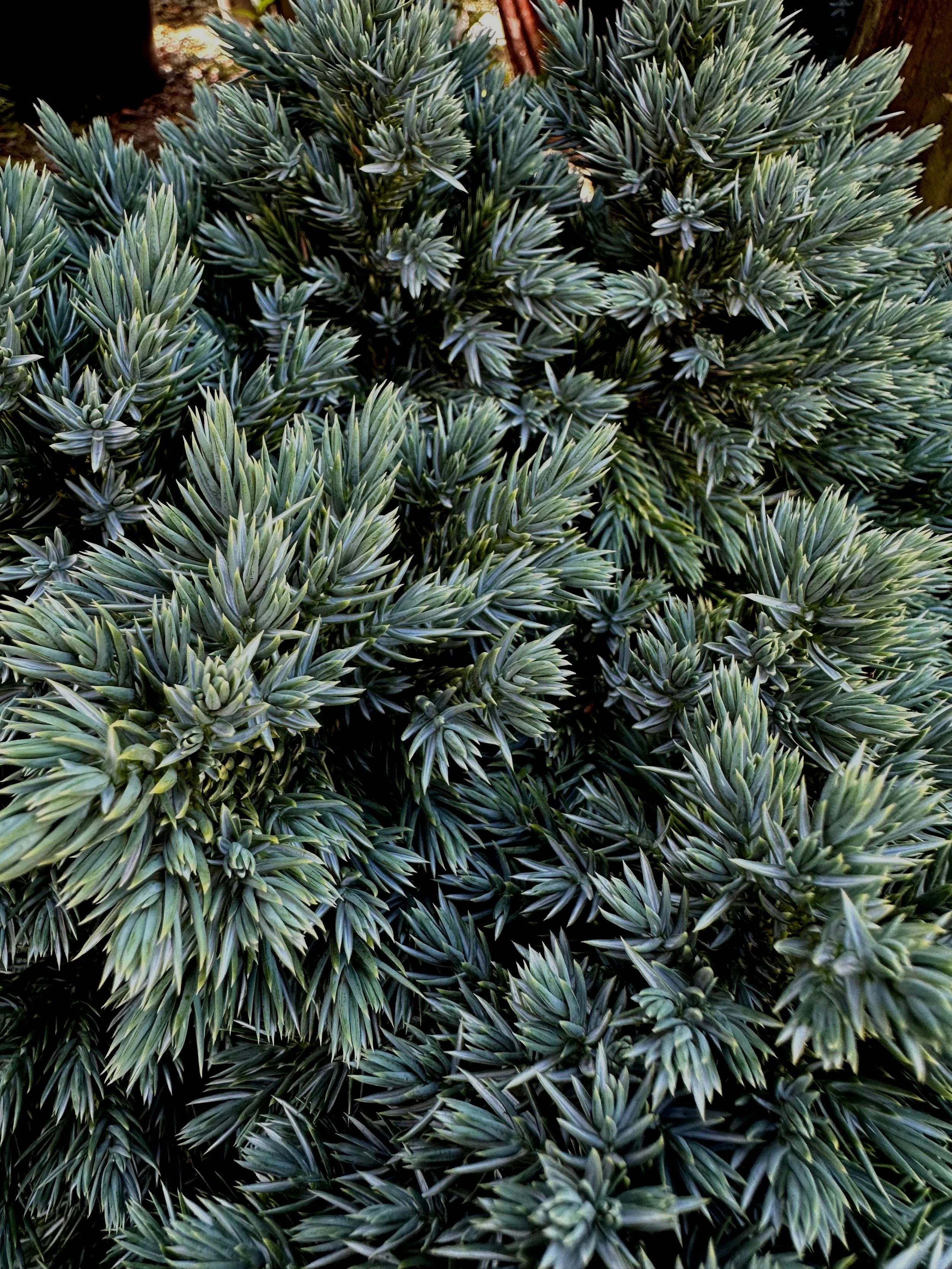 Juniperus+squamata+%E2%80%98Blue+Star%E2%80%992+-+SS.jpg