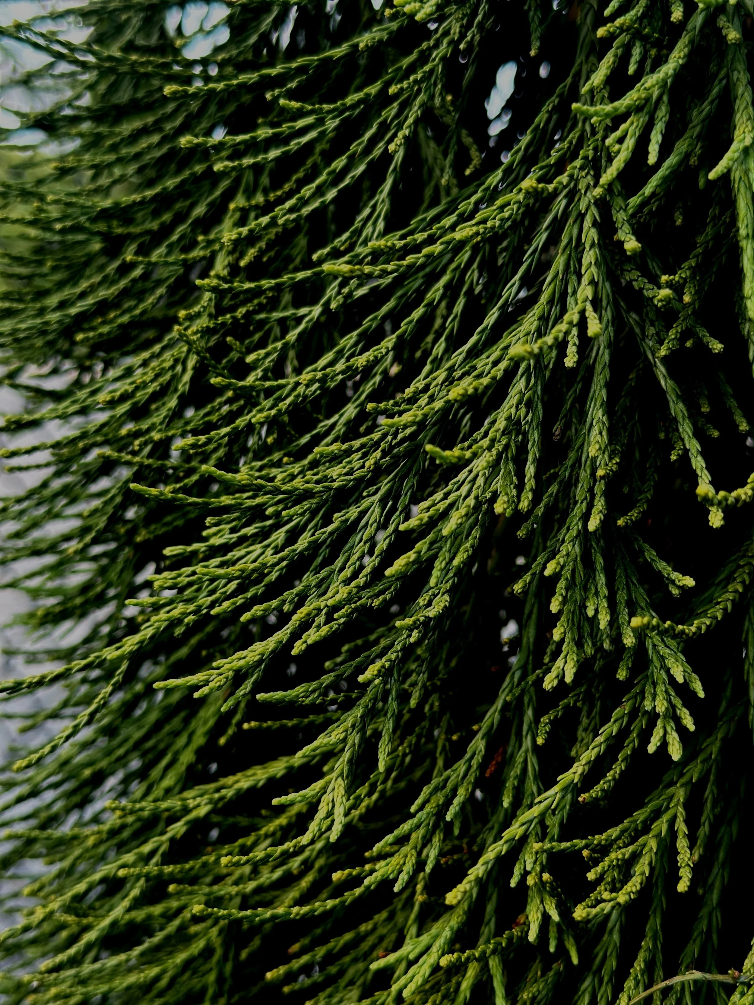 Sequoiadendron — Sunnyside Nursery