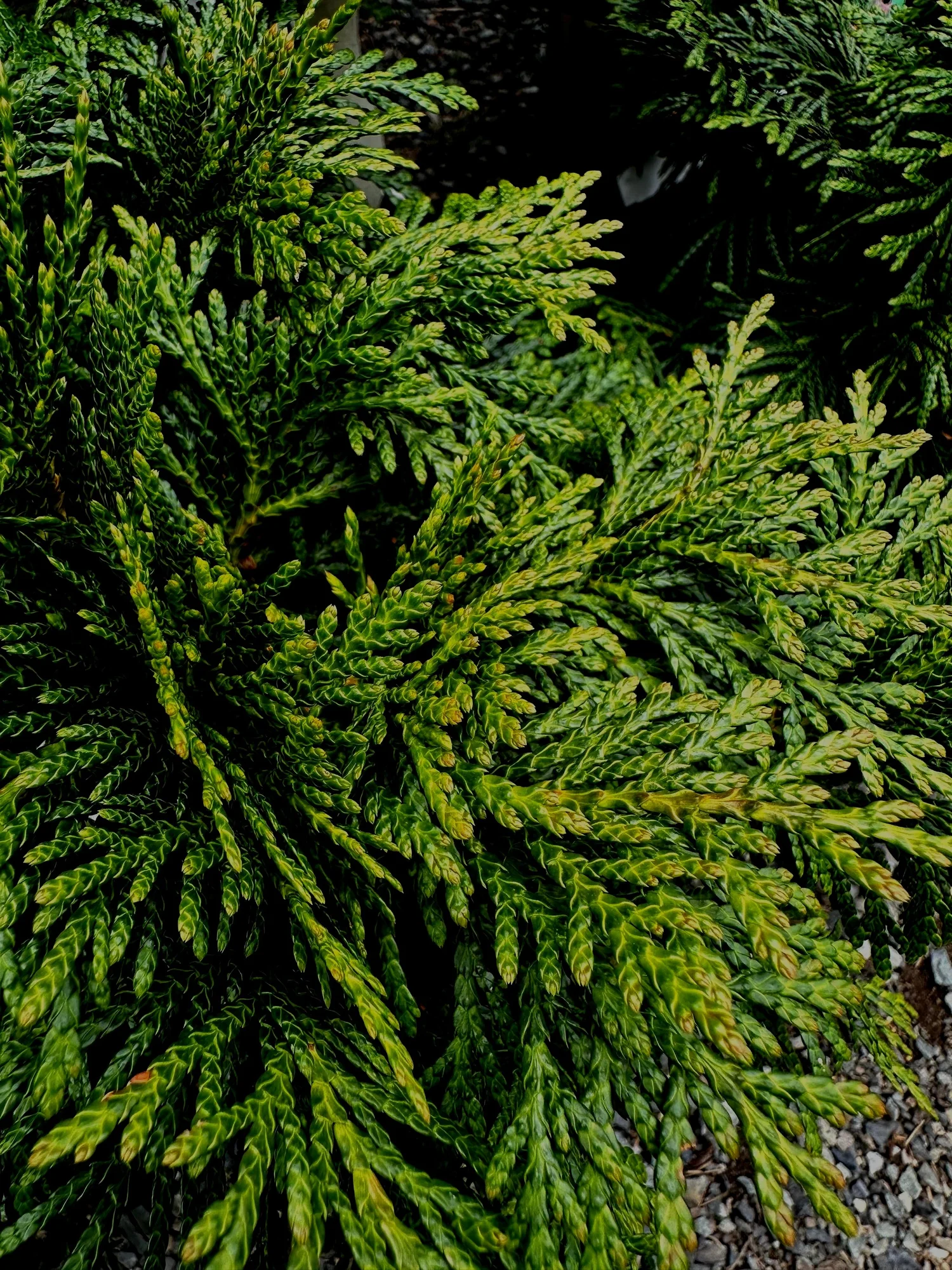 olea europaea zimmerpflanze Olivenbaum Olea Europaea XL – vielgrün main image 0