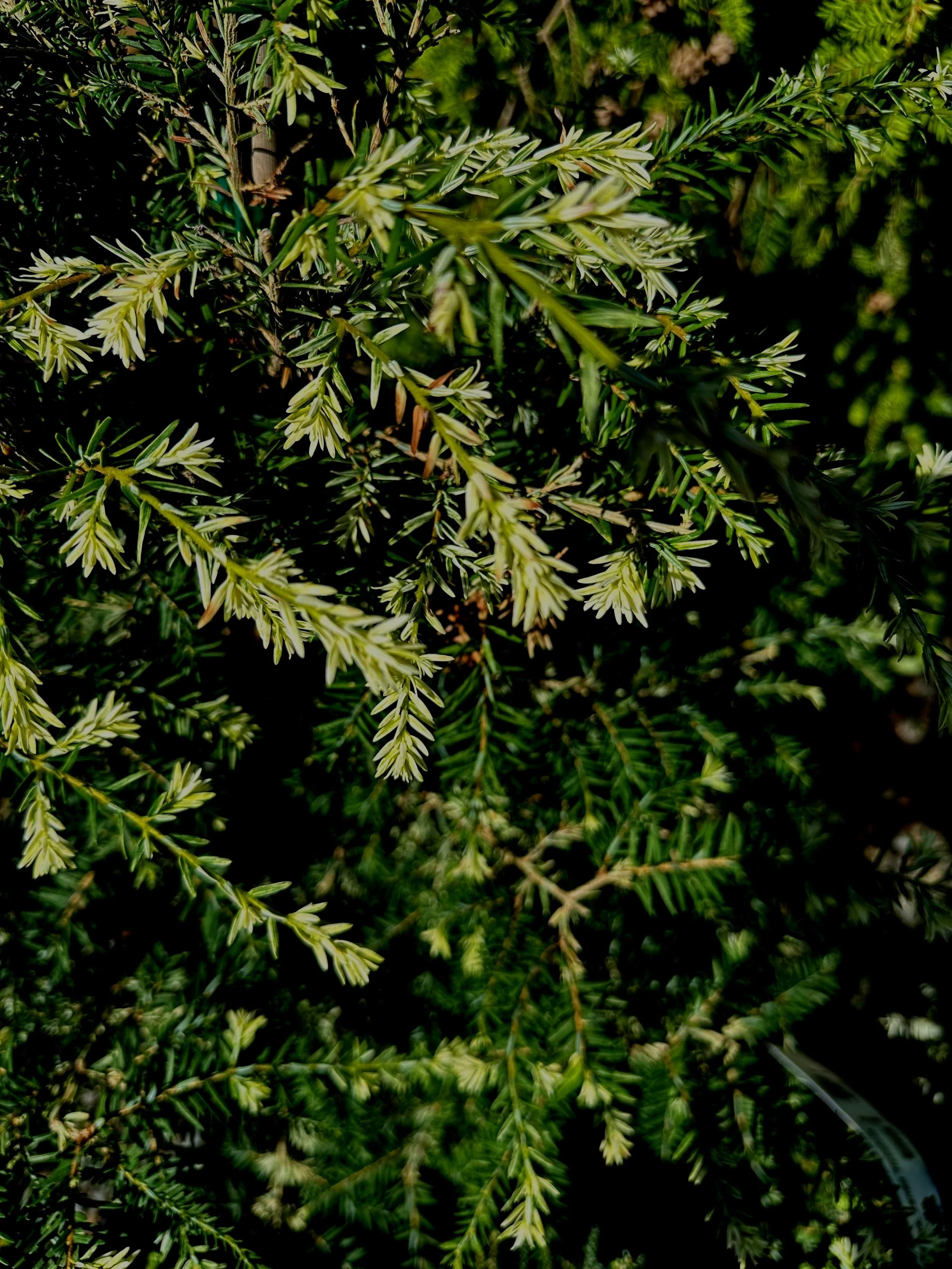 Tsuga%2Bcanadensis%2B%25E2%2580%2598Summer%2BSnow%25E2%2580%2599%2B-%2BSS.jpg