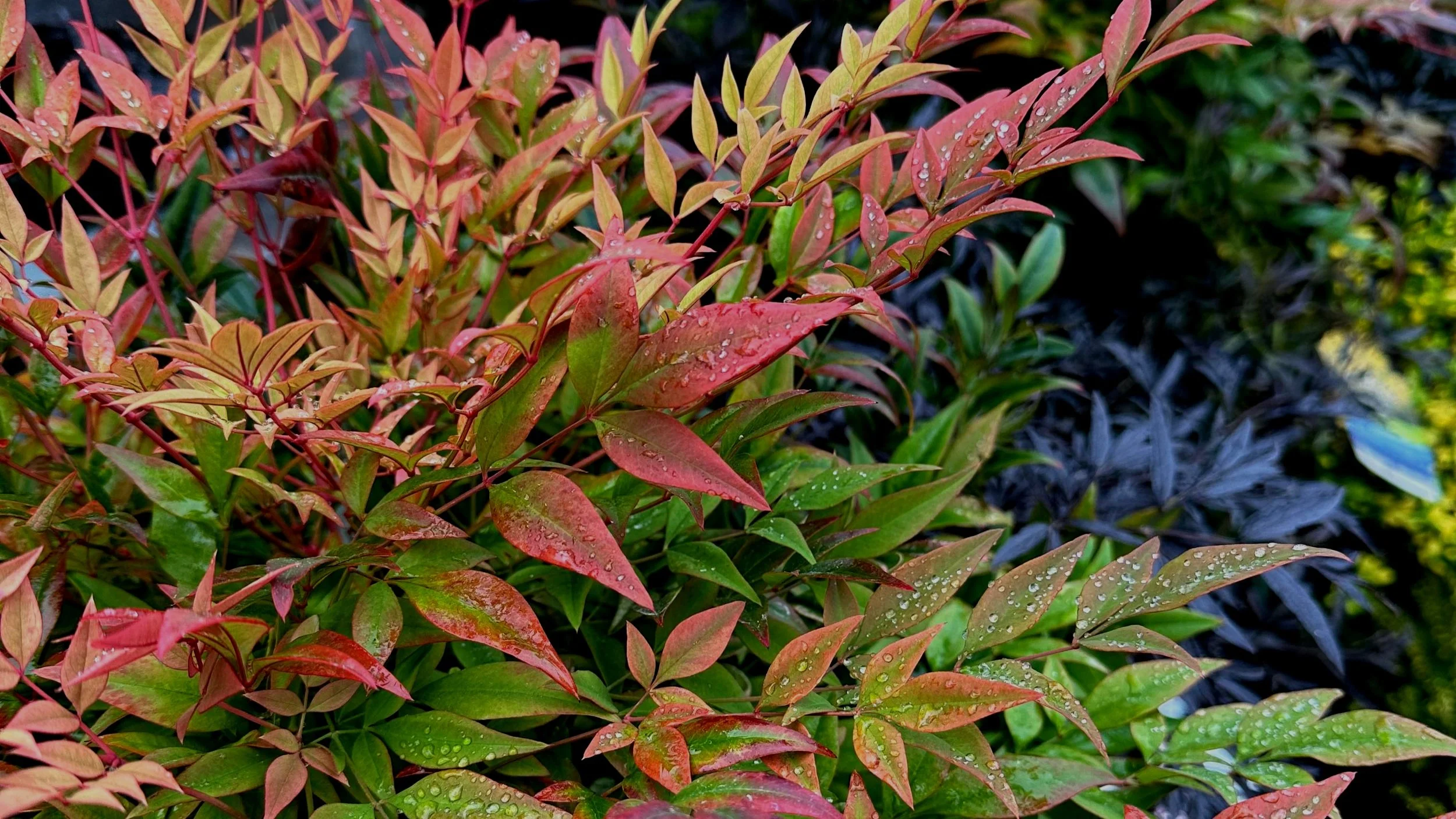 The Fabulous Fall Color Season