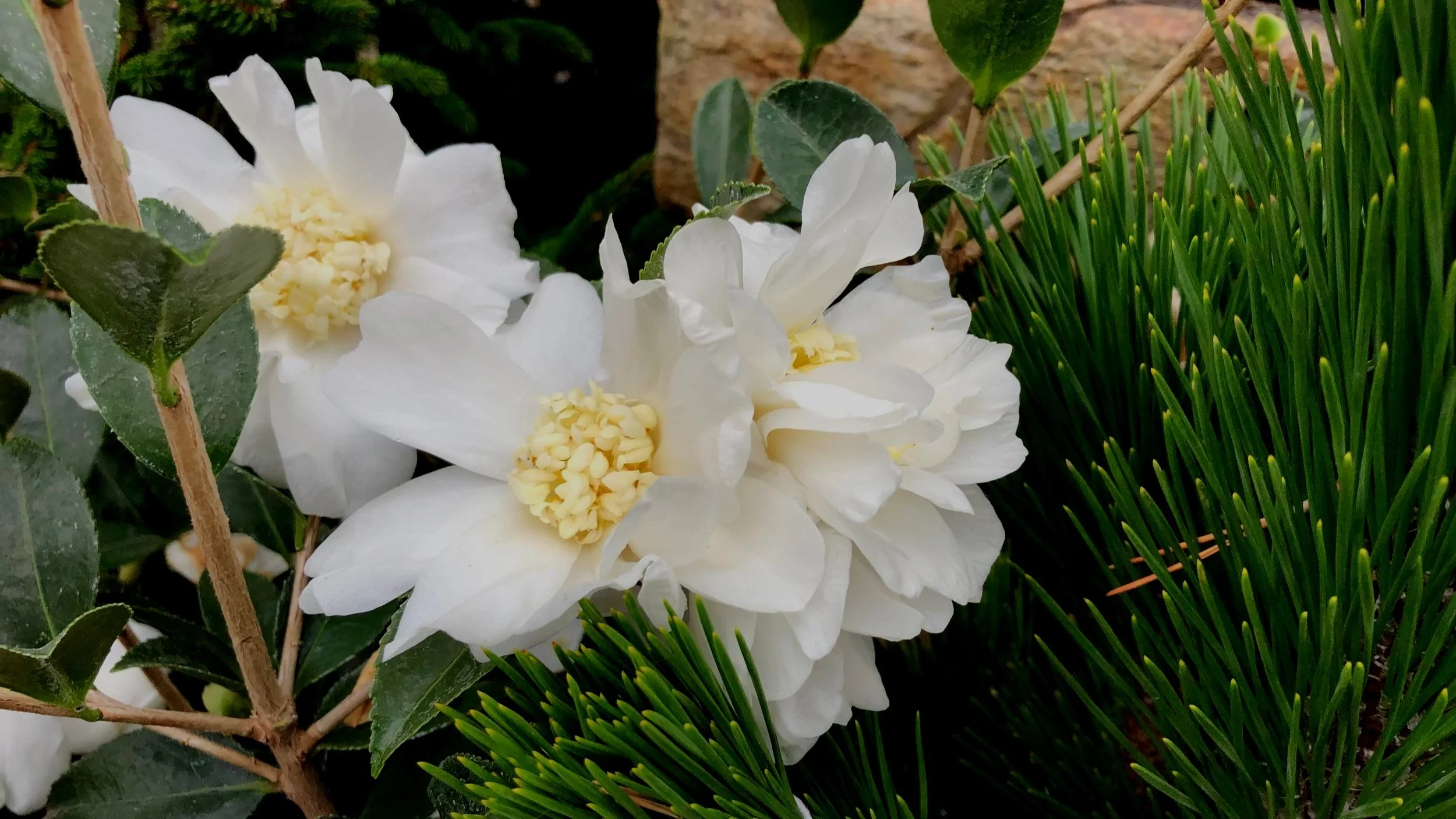 Cultivating Camellias