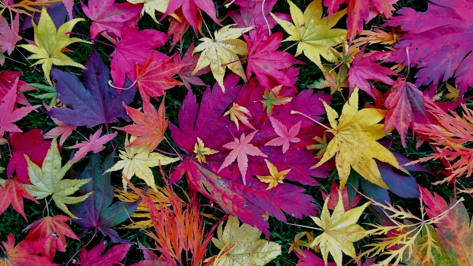 The Japanese Maple - A Tree For All Seasons