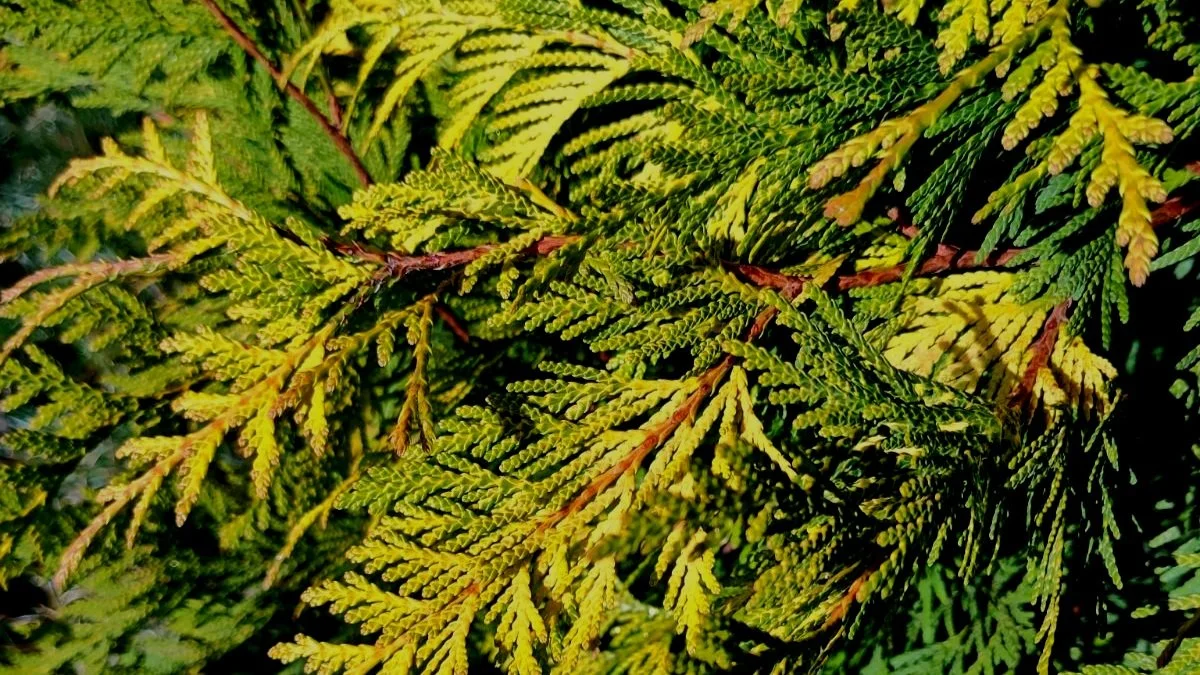 The Elegant Versatility of Evergreens