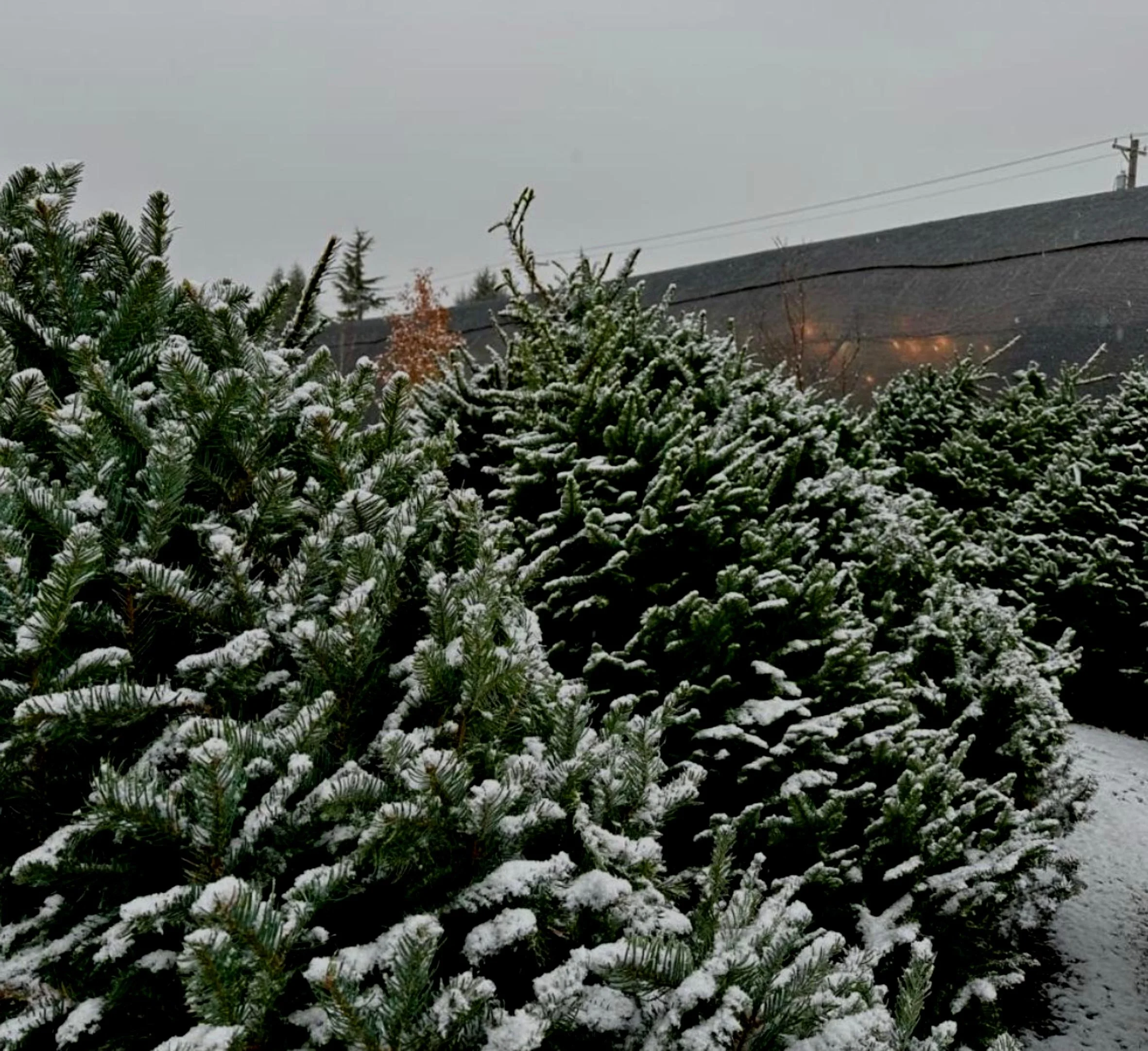 The Christmas Tree