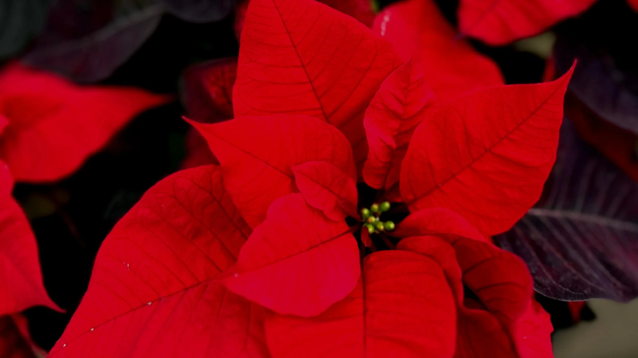 Houseplants for the Holidays