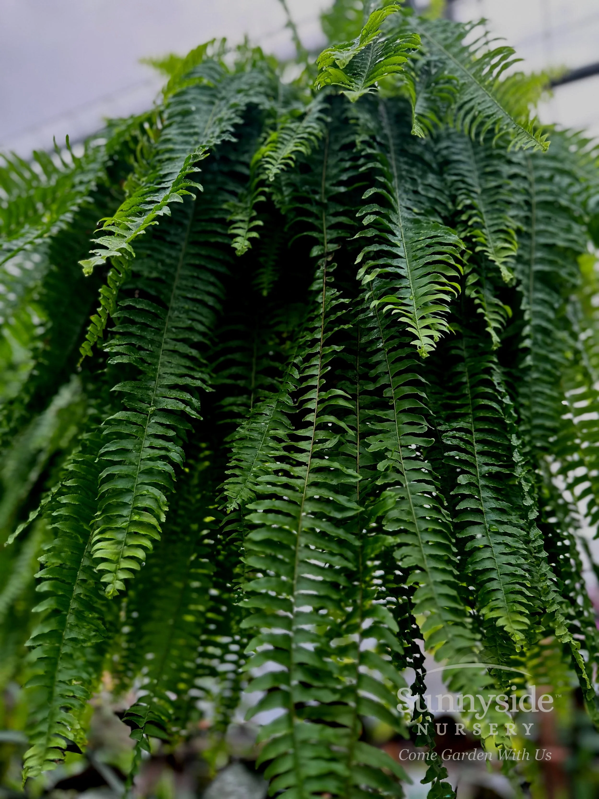 WM+Boston+Fern+-+Julia.jpg