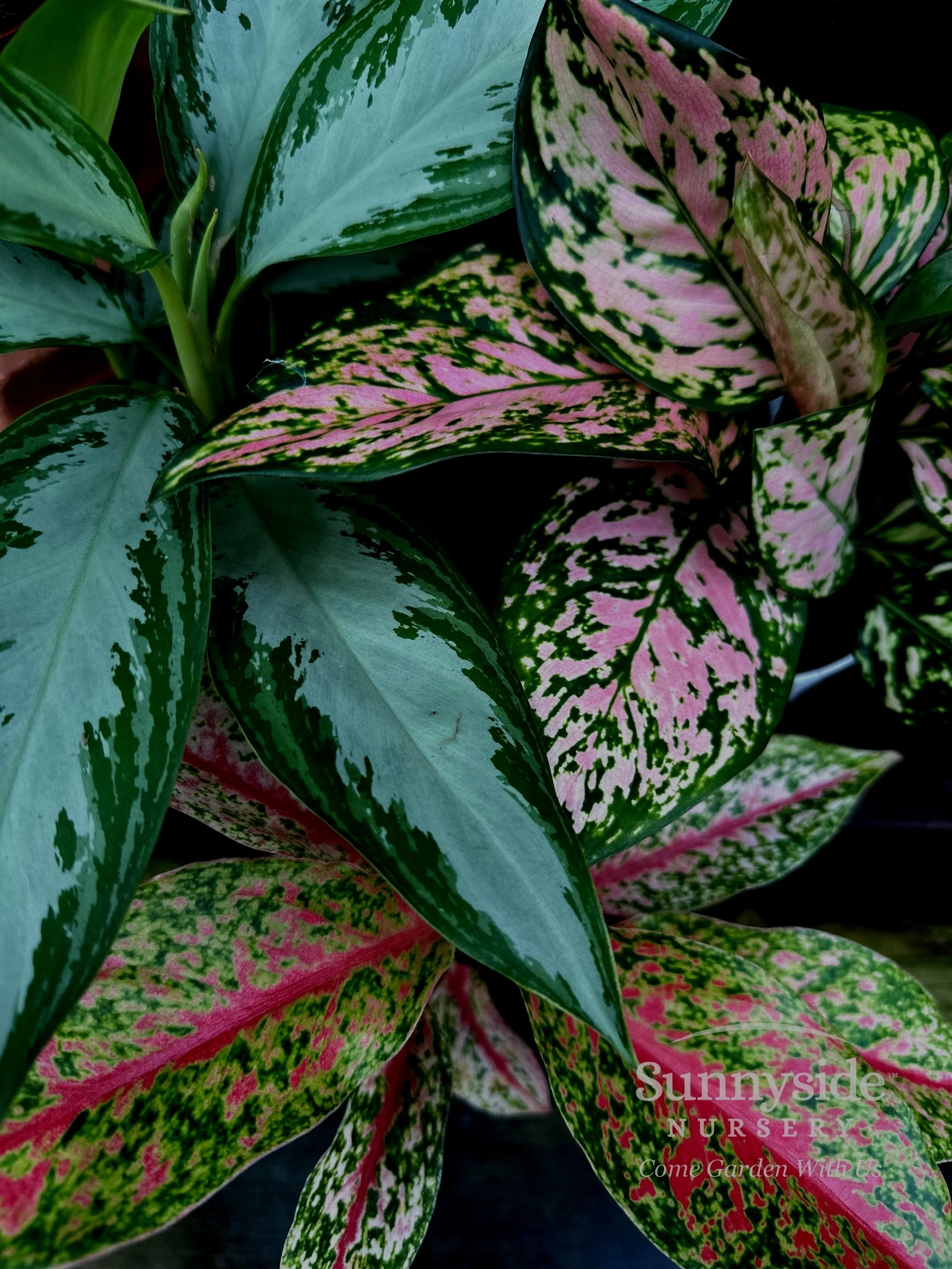 WM%2BAglaonema%2Bchinese%2Bevergreen%2B-%2BJulia.jpg