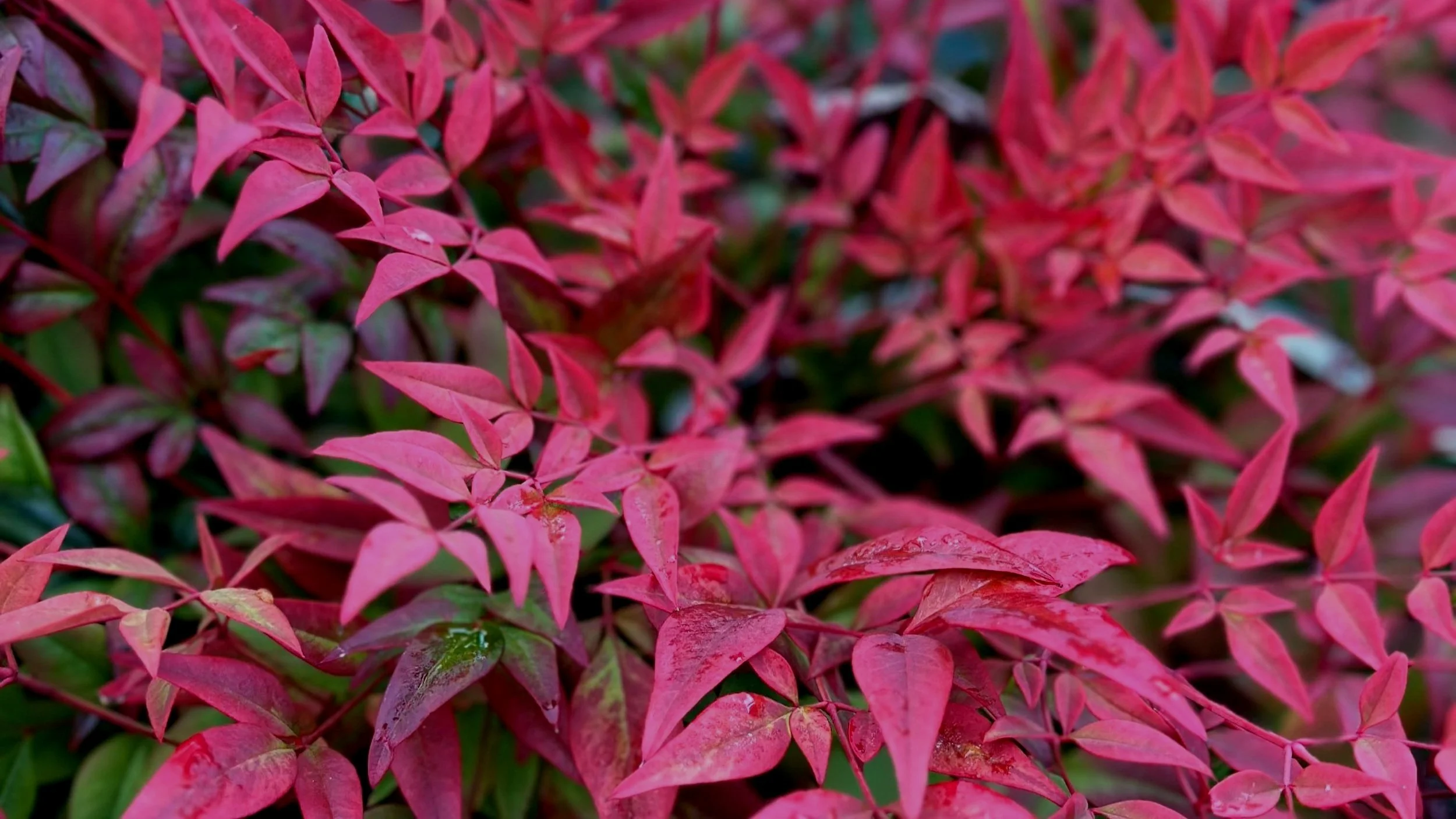 Bold Winter Foliage