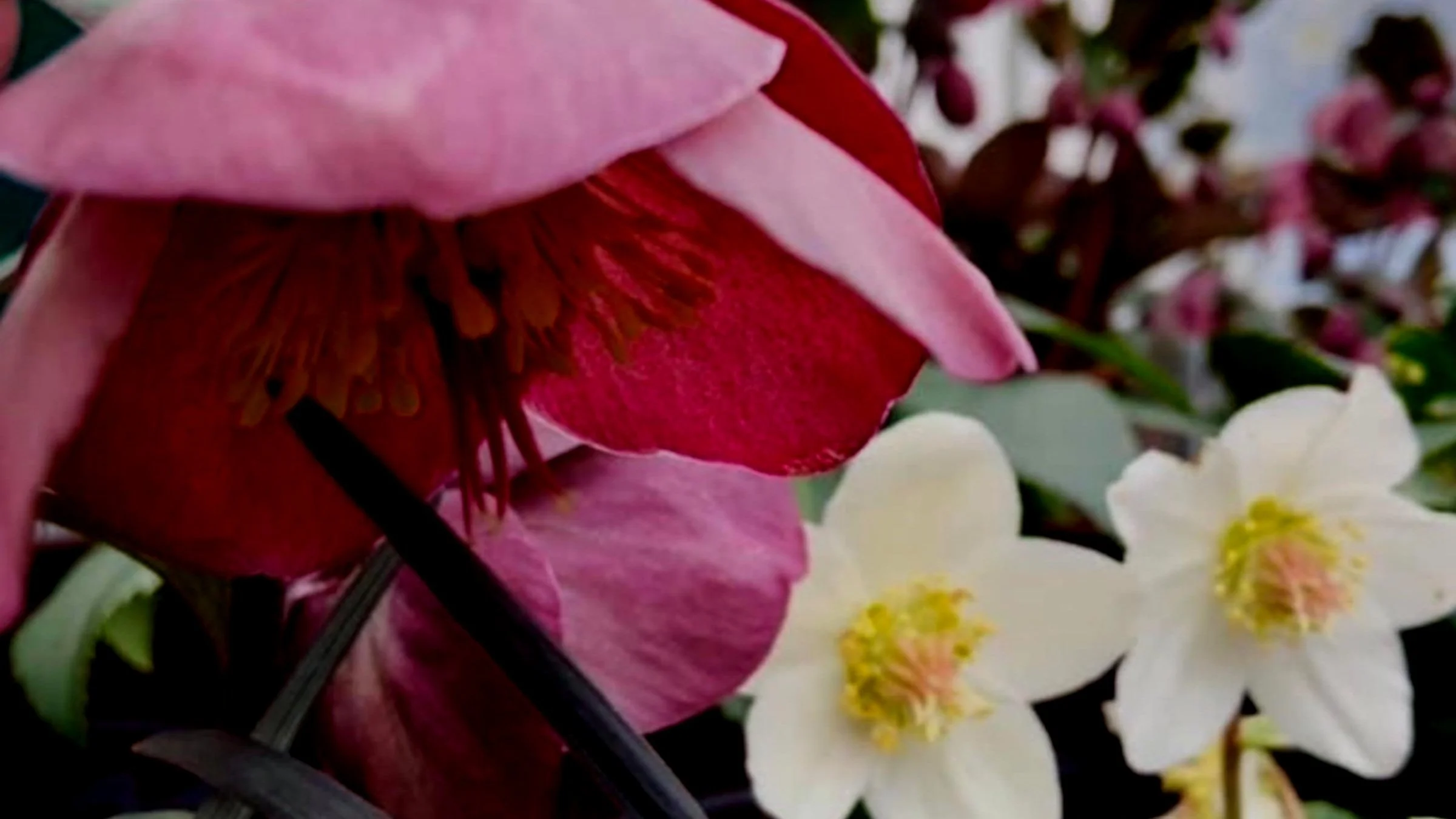 Hellebores - The Winter Jewel